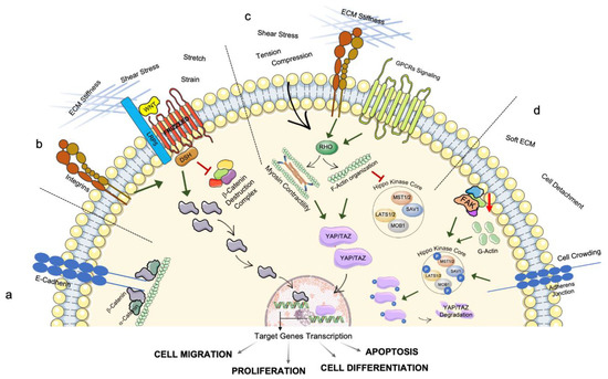 Biochemical Pathways of Cellular ... Biology Diagrams