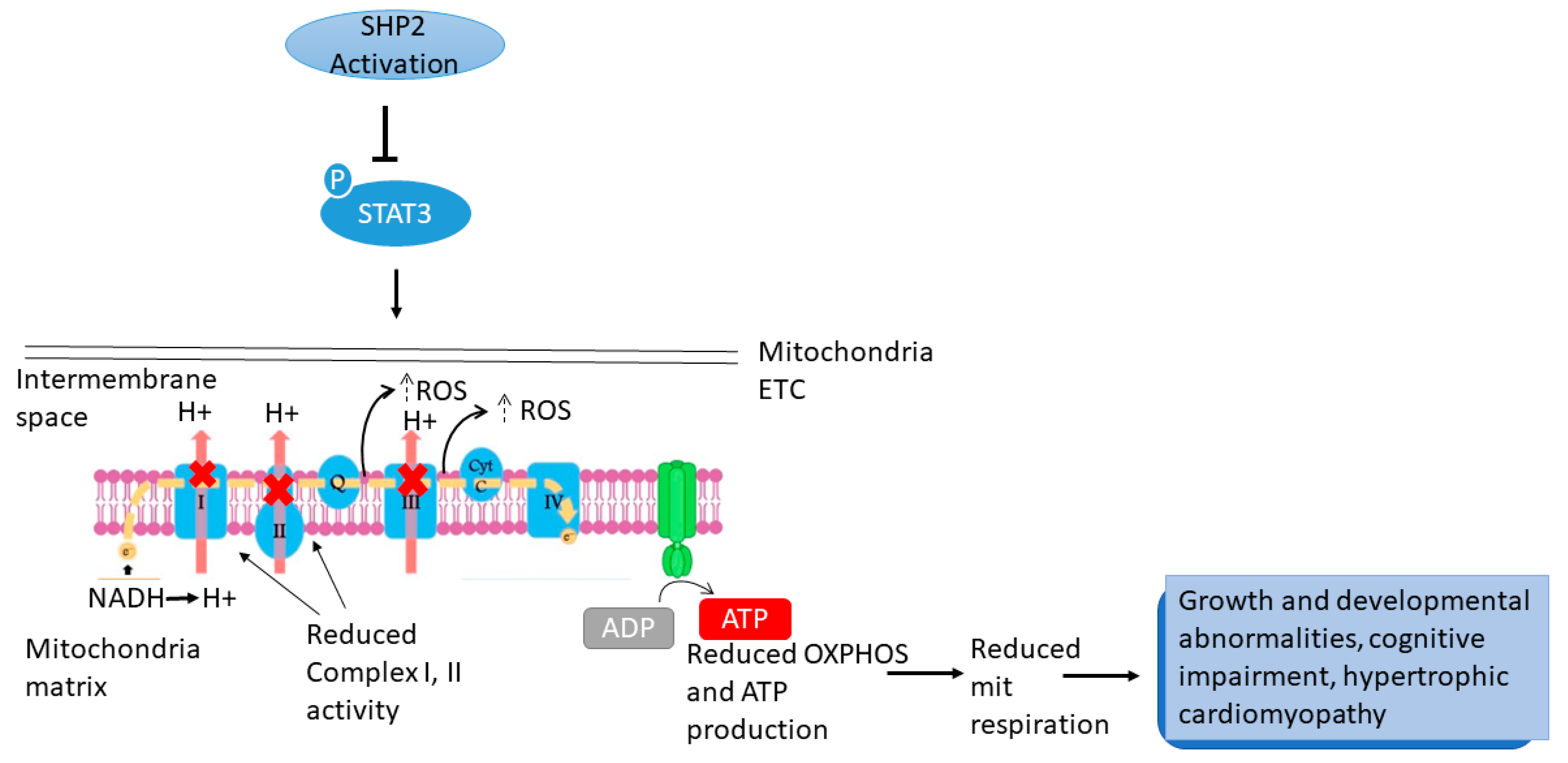 Cells 11 03099 g002 Cells 11 03099 g002