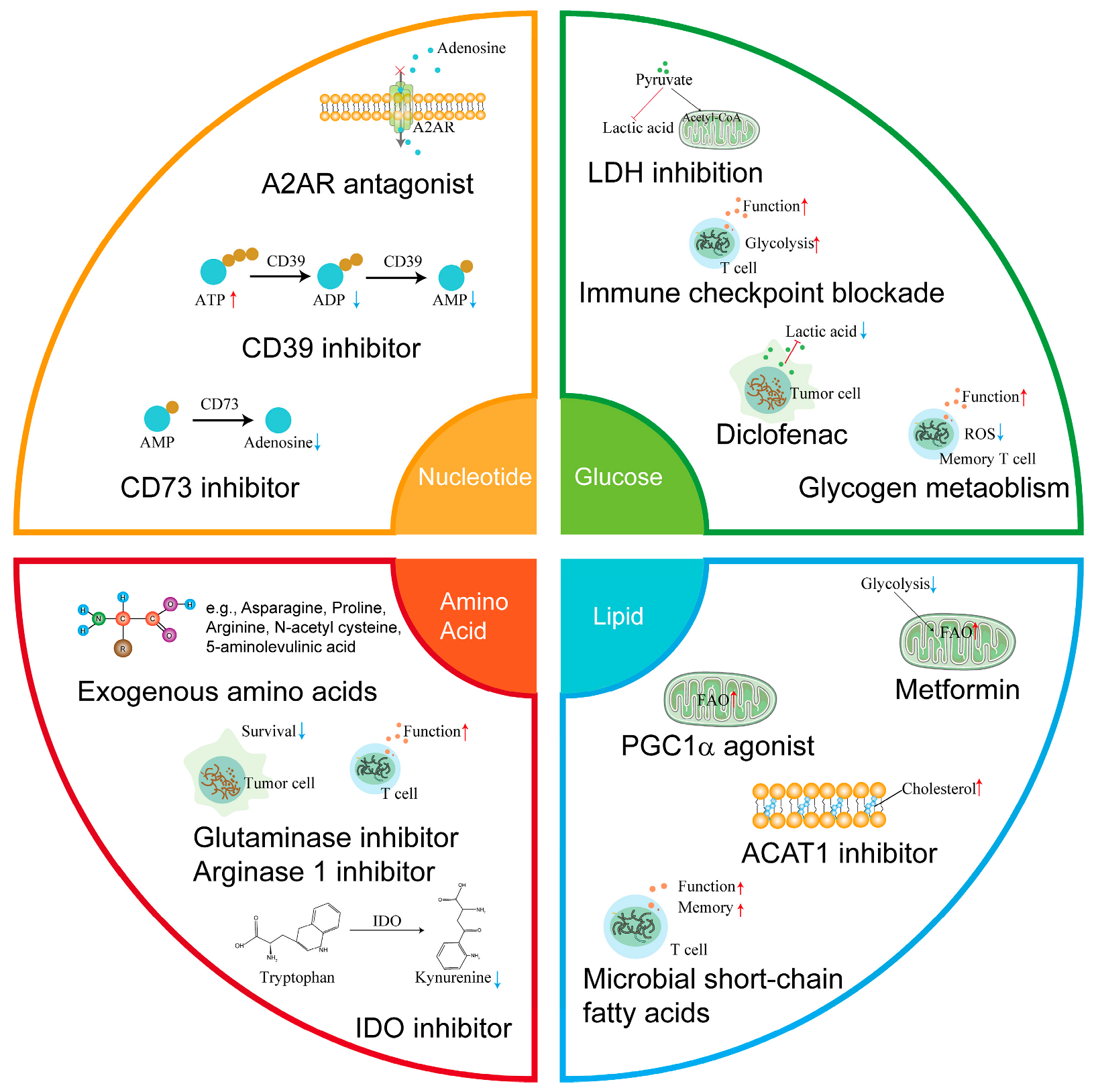 Cells 11 03103 g002 Cells 11 03103 g002