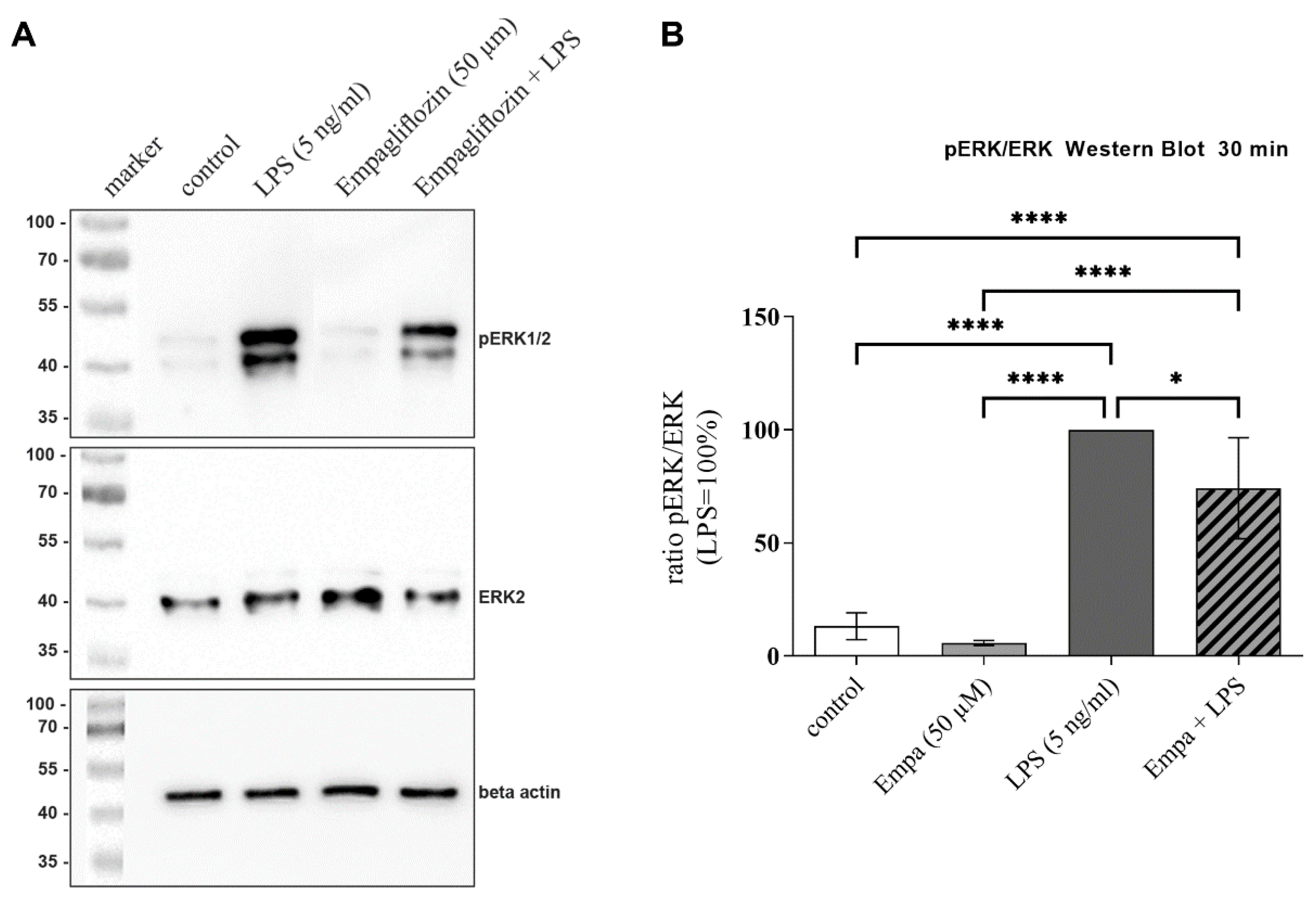 Cells 11 03107 g006 Cells 11 03107 g006