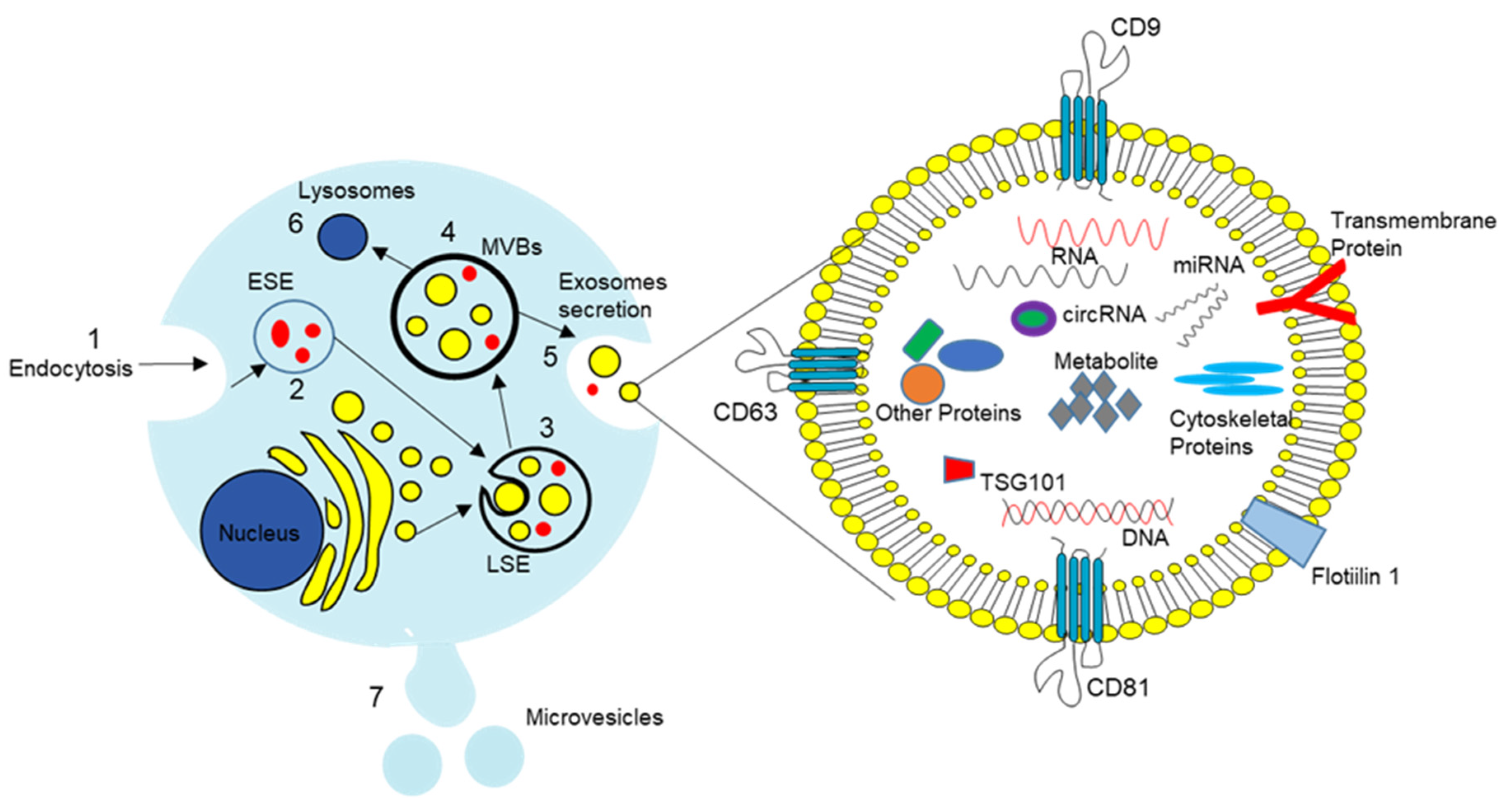 Cells 11 03108 g001 Cells 11 03108 g001