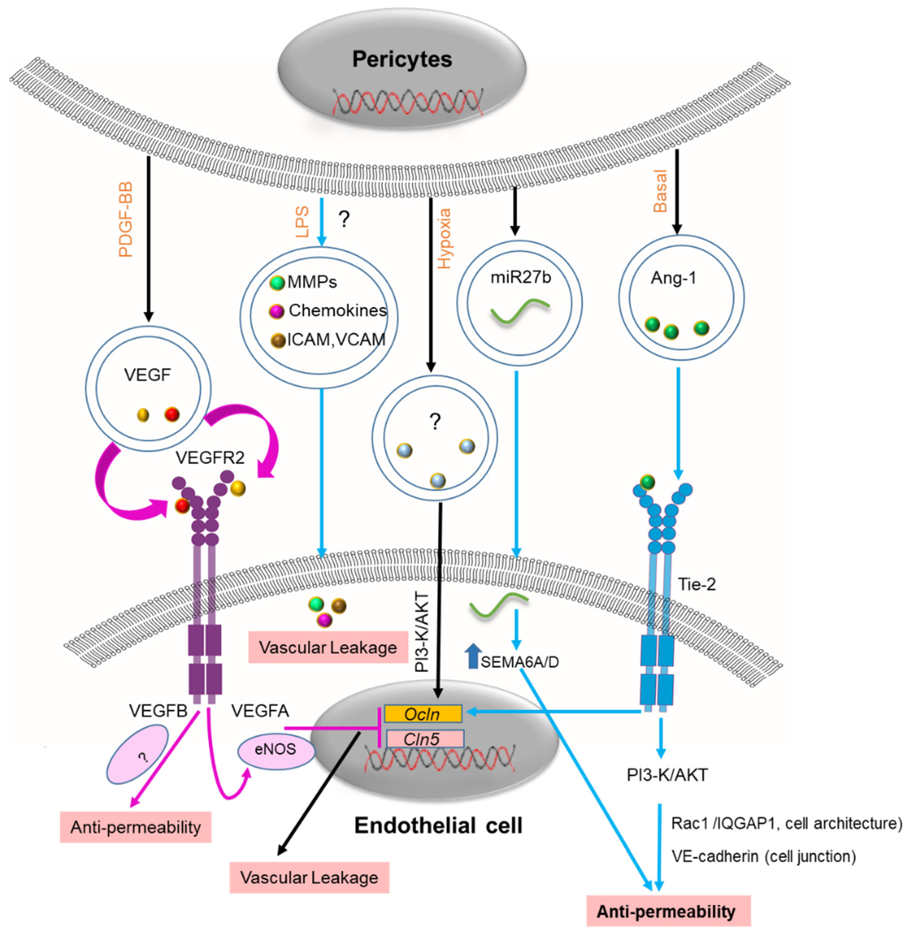 Cells 11 03108 g003 Cells 11 03108 g003