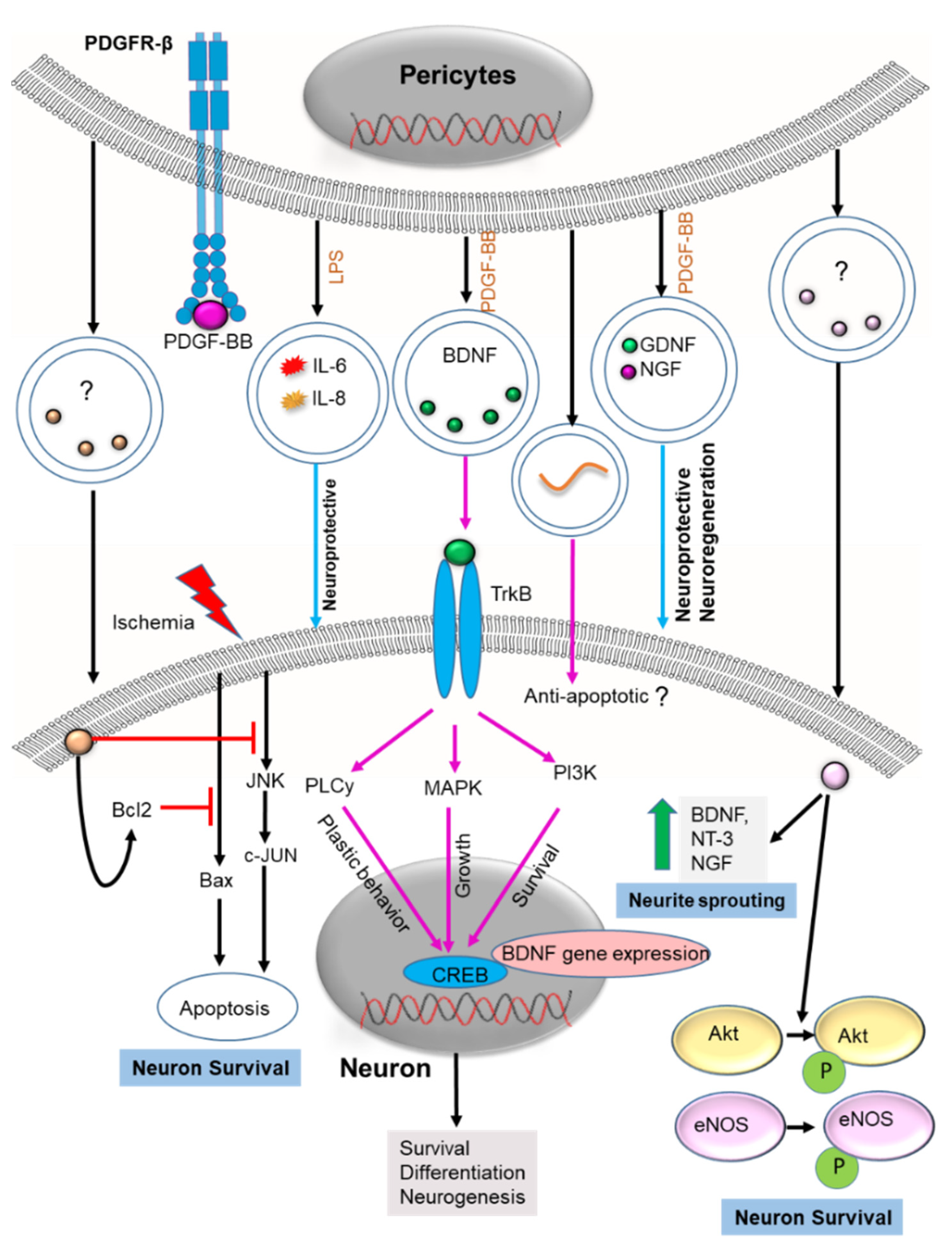 Cells 11 03108 g004 Cells 11 03108 g004
