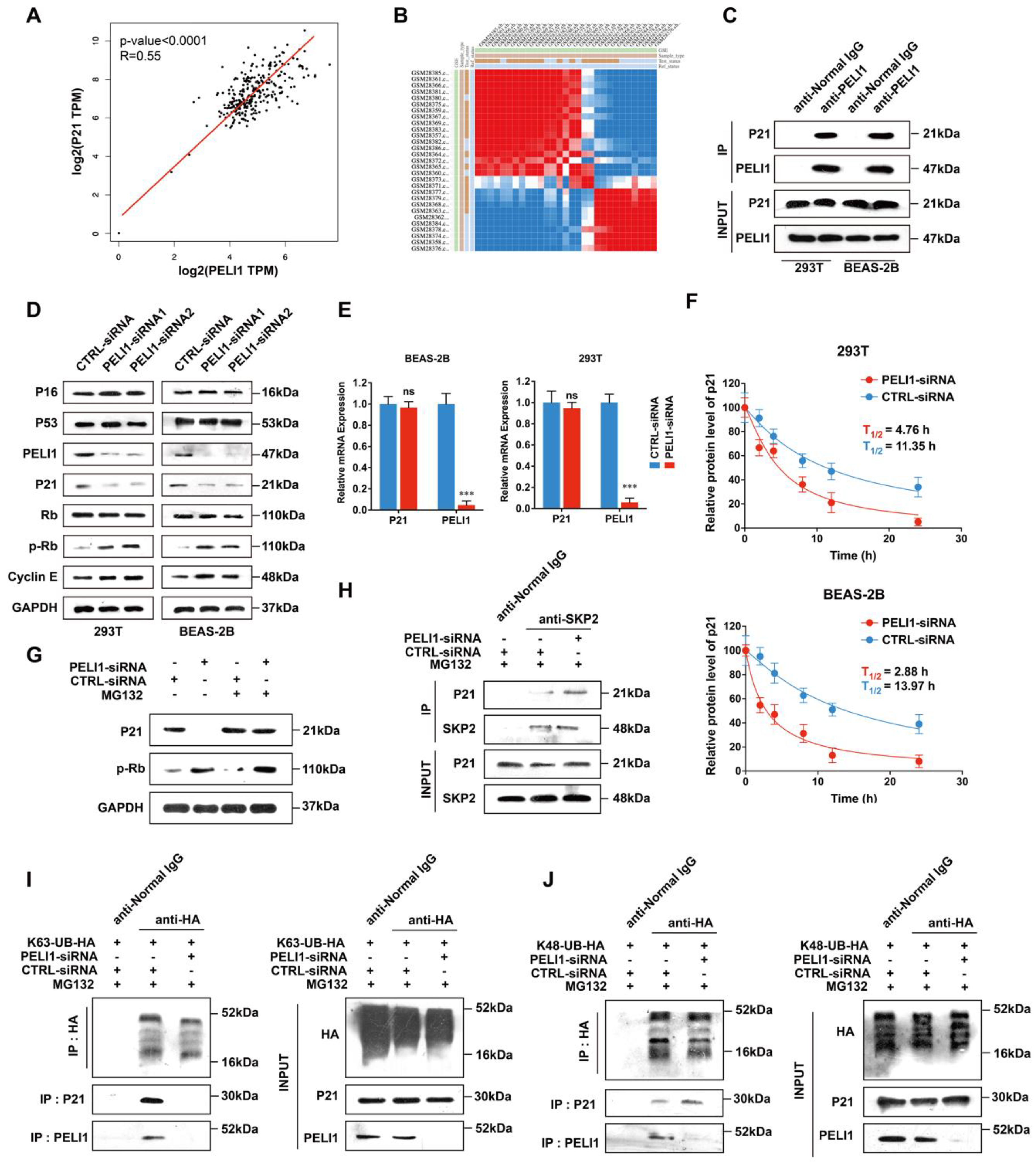 Cells 11 03115 g001 Cells 11 03115 g001