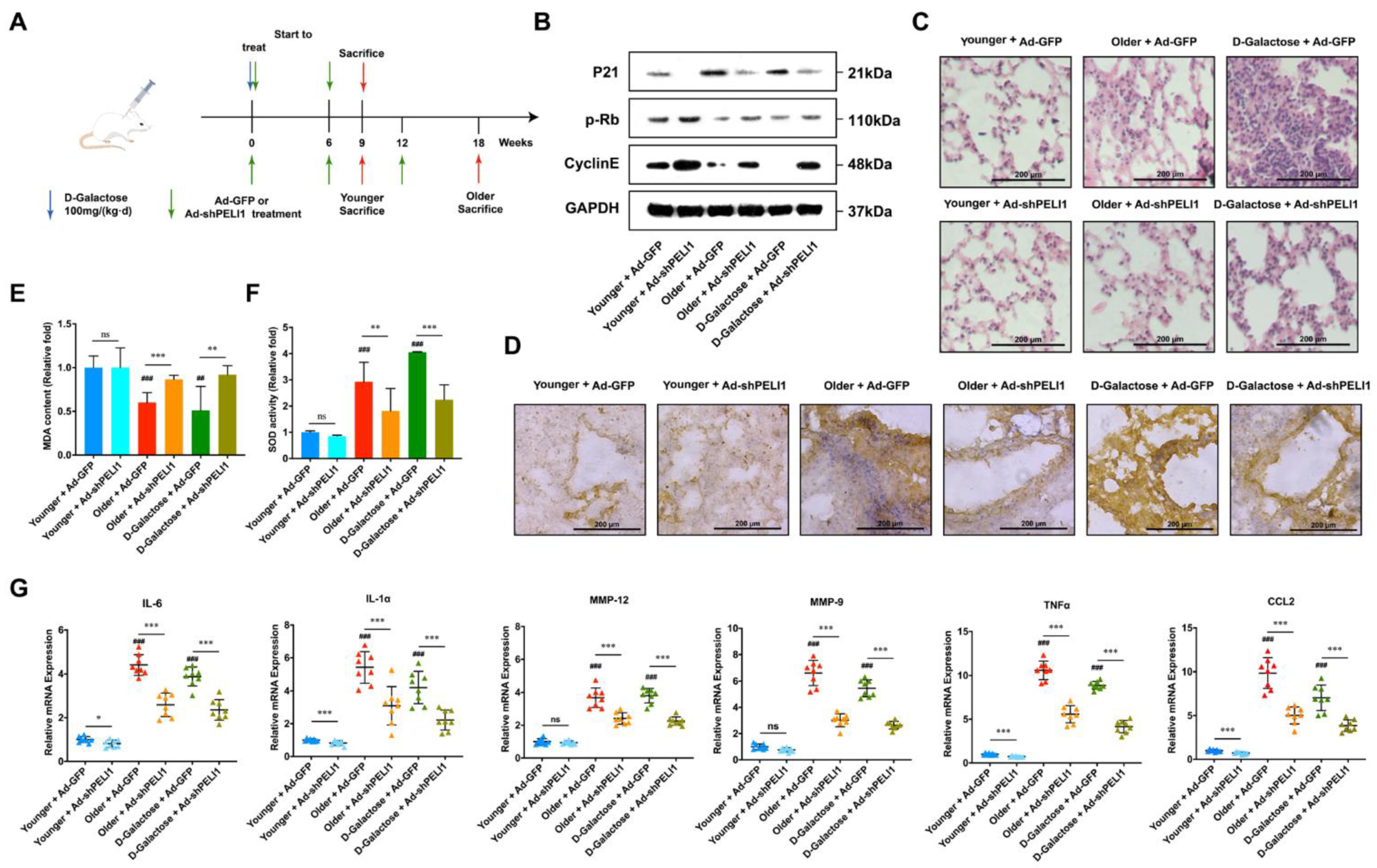 Cells 11 03115 g003 Cells 11 03115 g003
