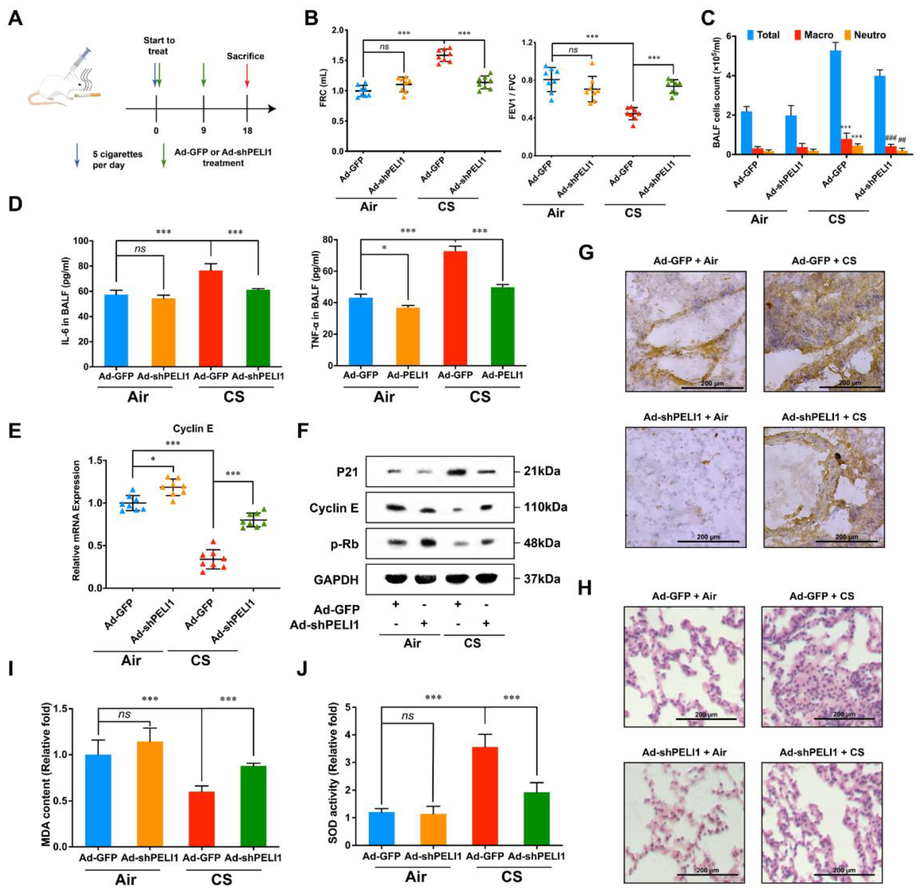 Cells 11 03115 g004 Cells 11 03115 g004