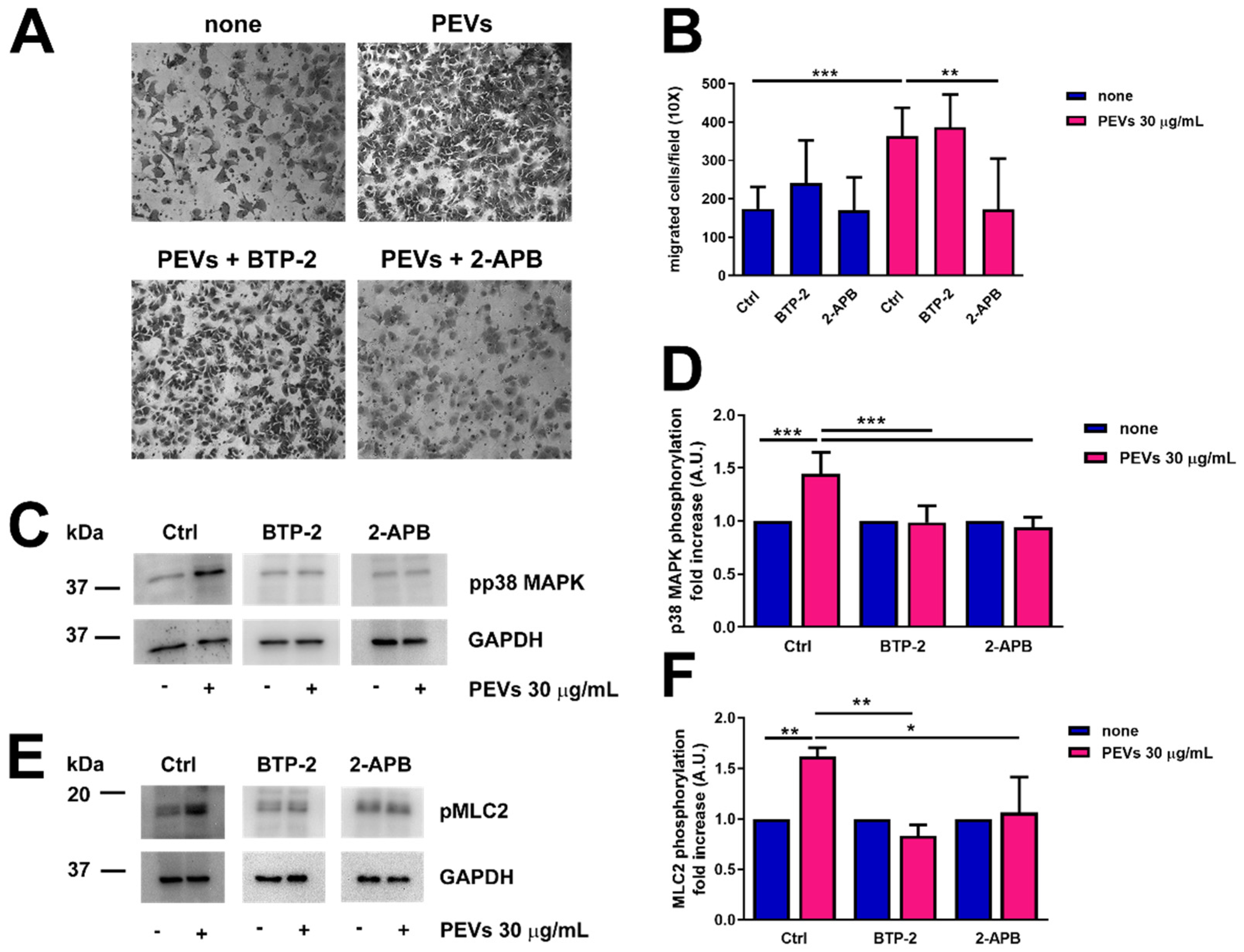 Cells 11 03120 g007 Cells 11 03120 g007