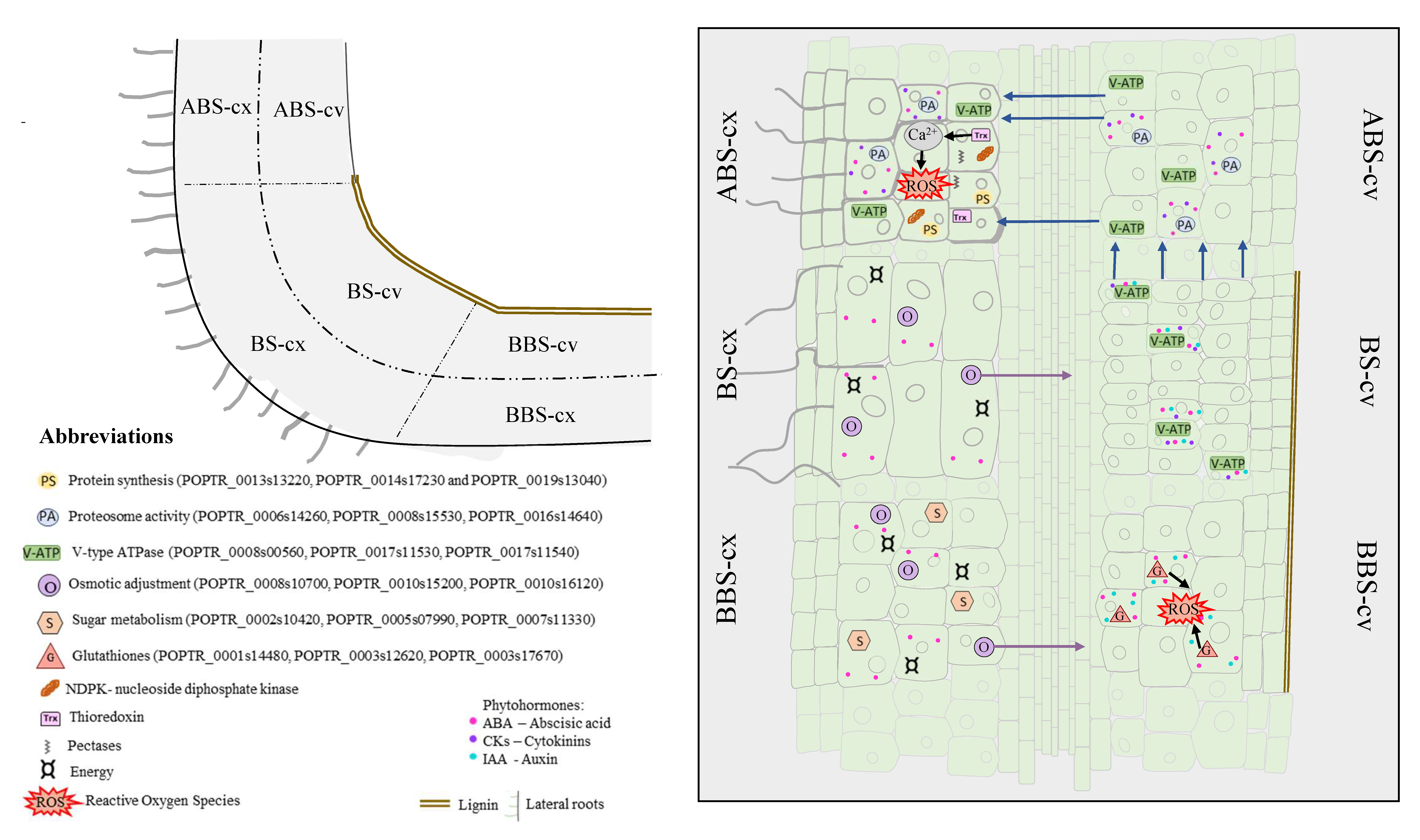Cells 11 03121 g004 Cells 11 03121 g004