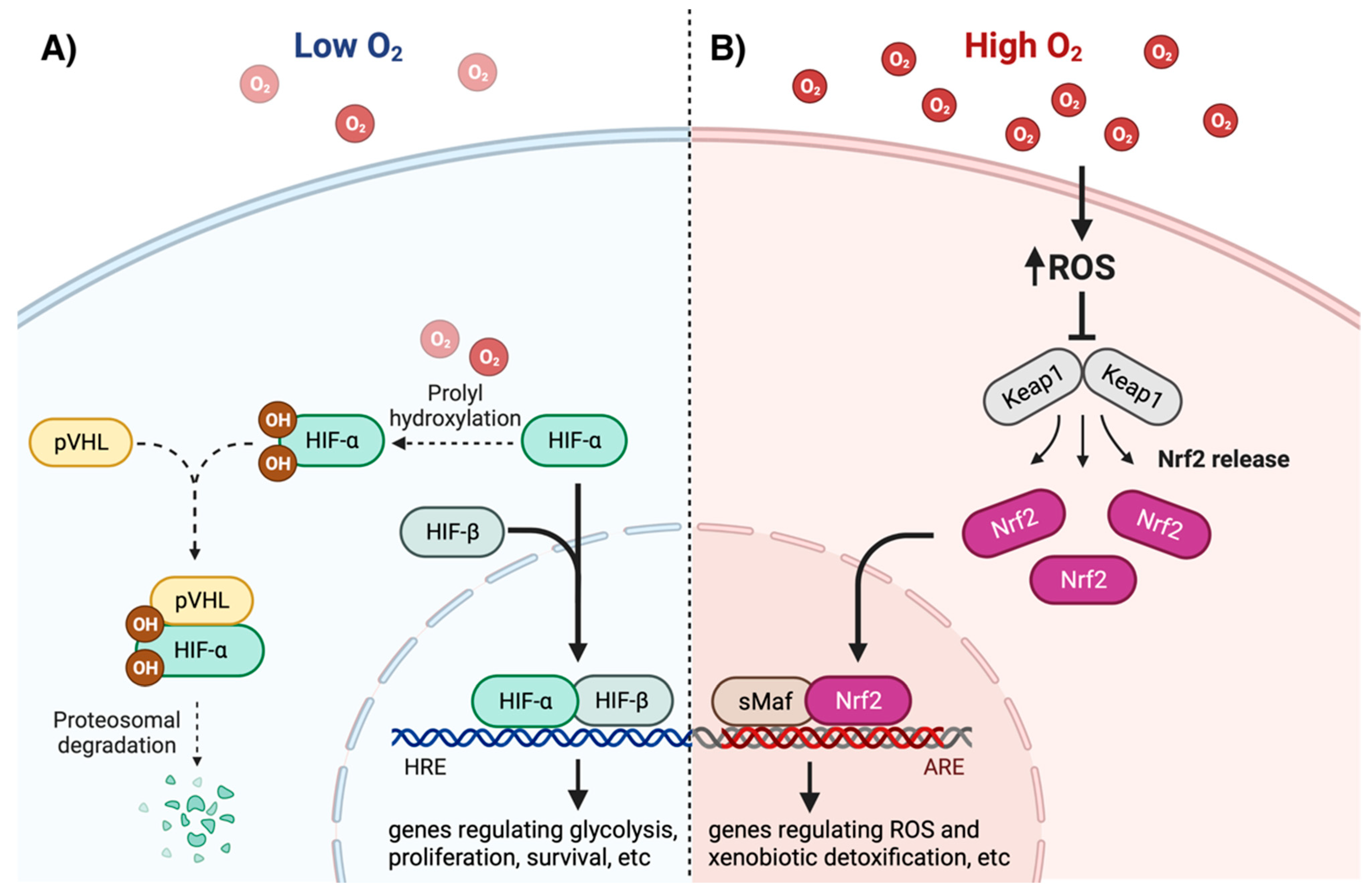 Cells 11 03123 g001 Cells 11 03123 g001