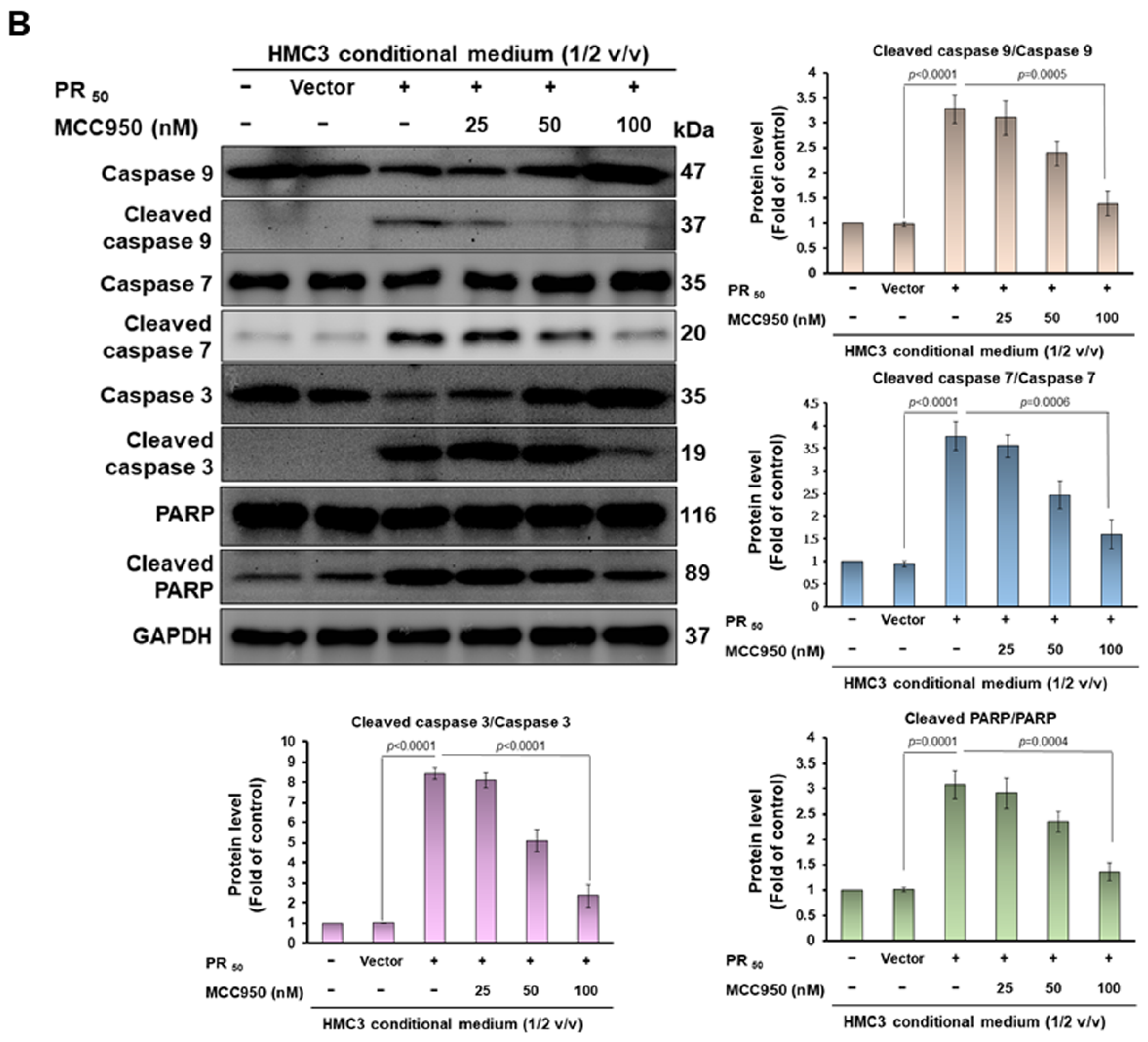 Cells 11 03128 g004b