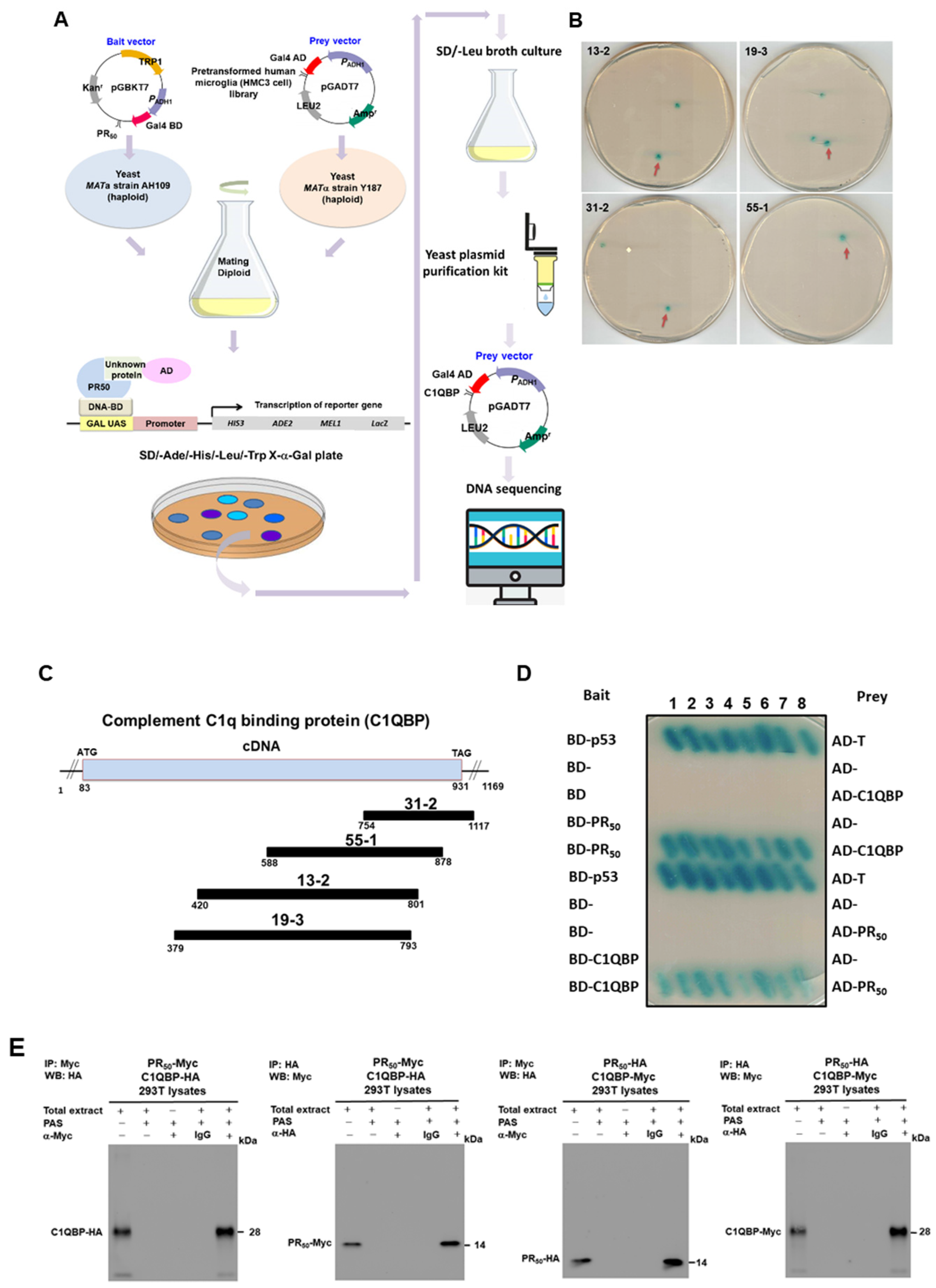 Cells 11 03128 g005a