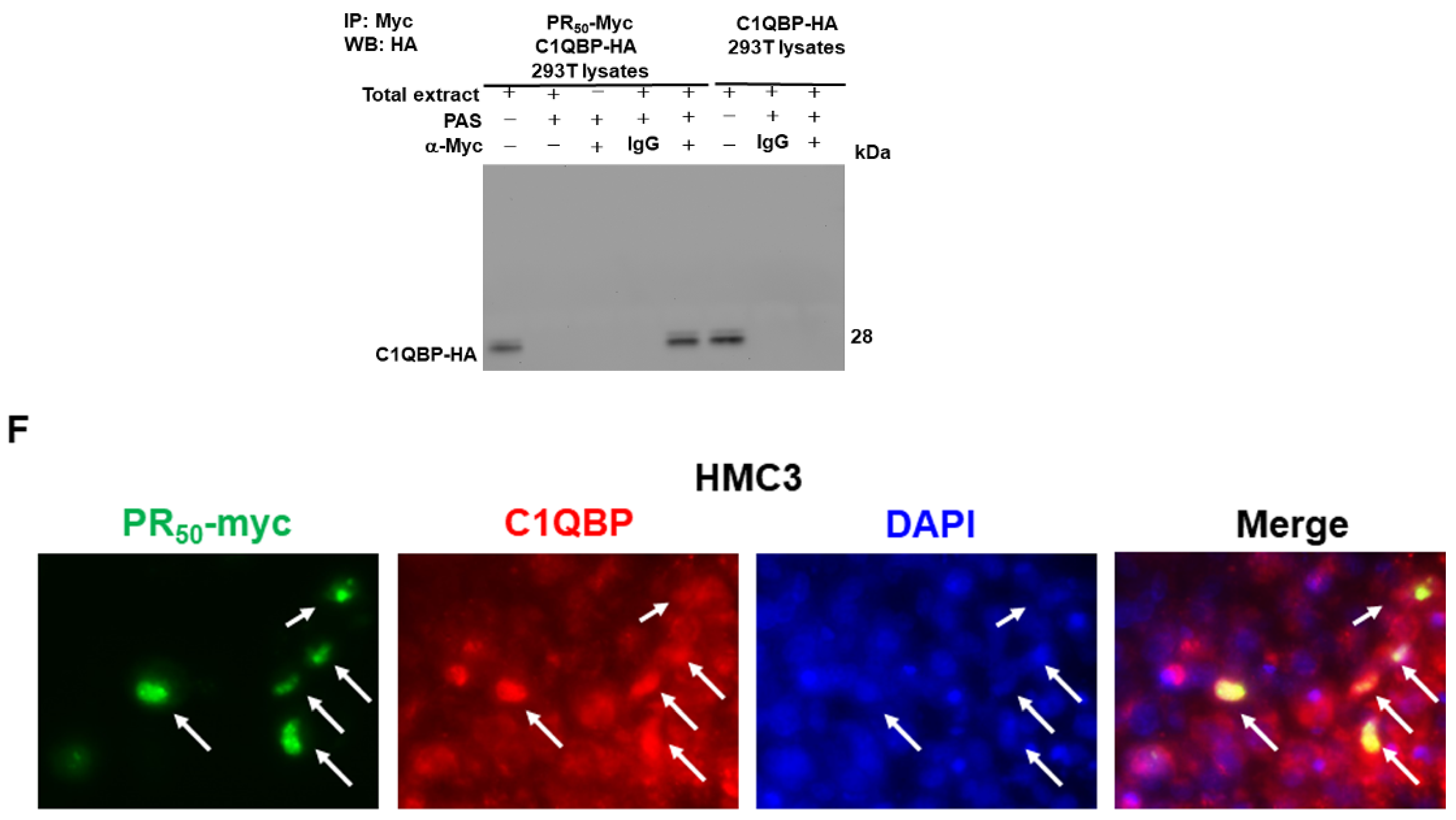 Cells 11 03128 g005b