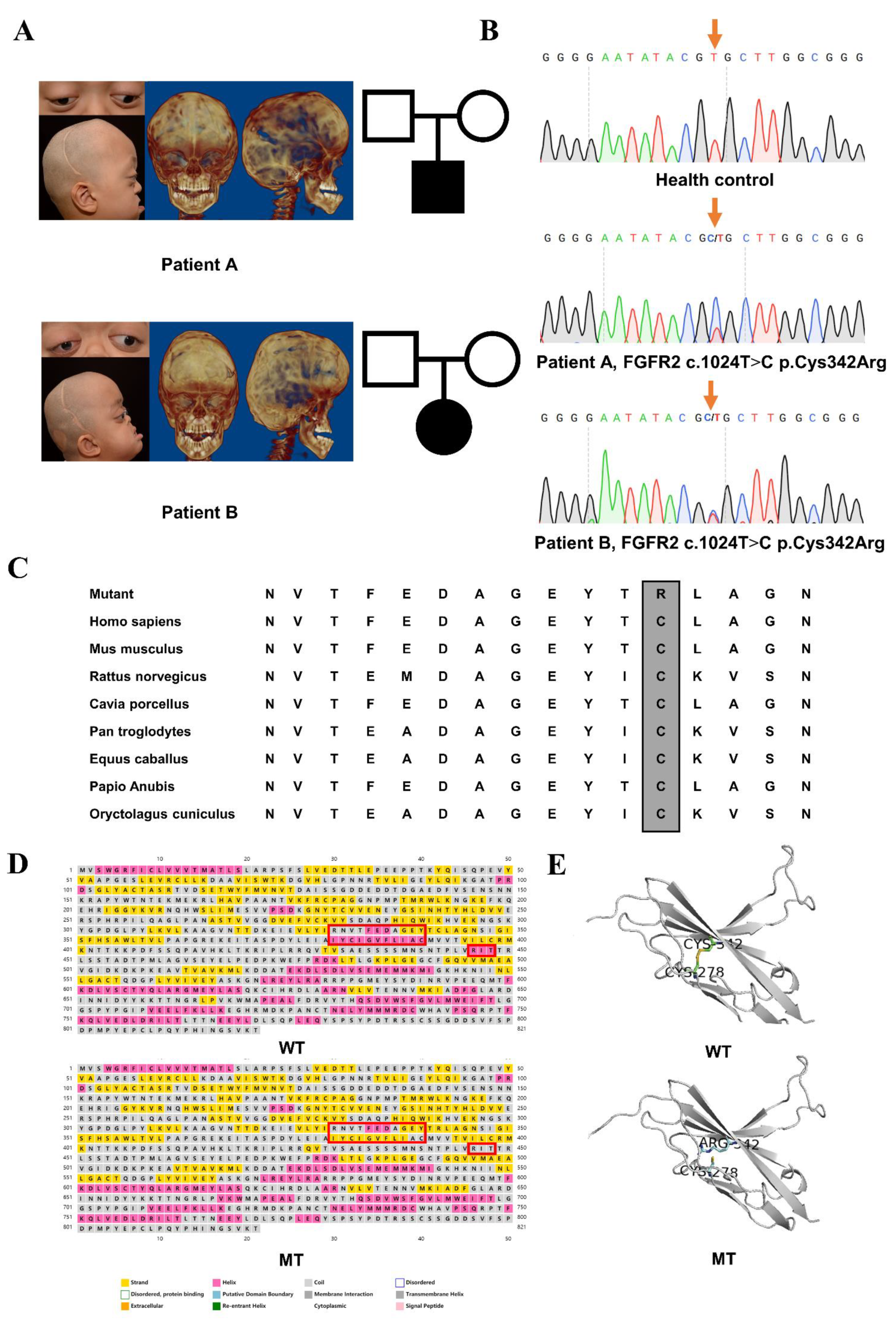 FGFR2 Mutation p.Cys342Arg Enhances Mitochondrial Metabolism