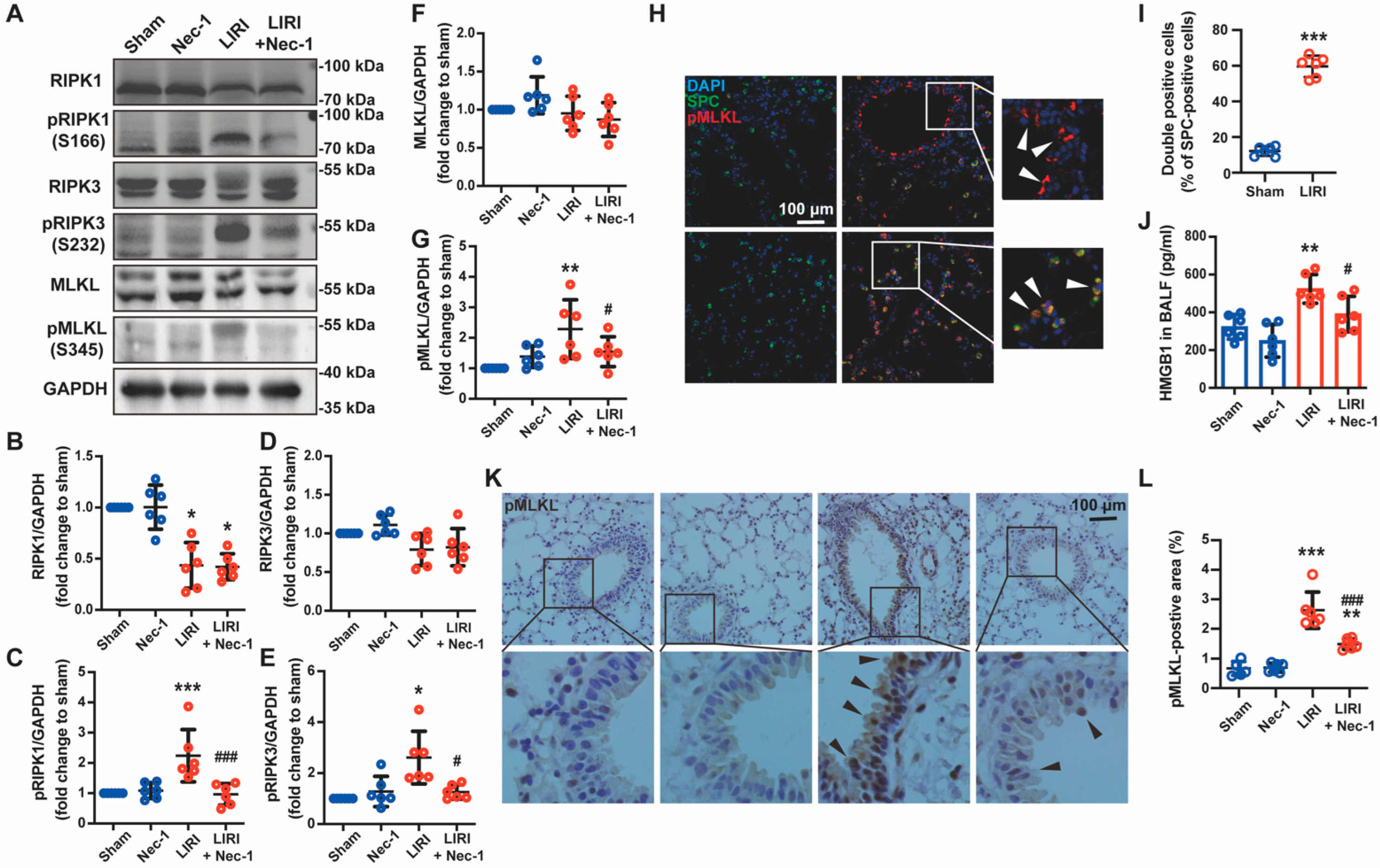 Cells 11 03139 g002 Cells 11 03139 g002