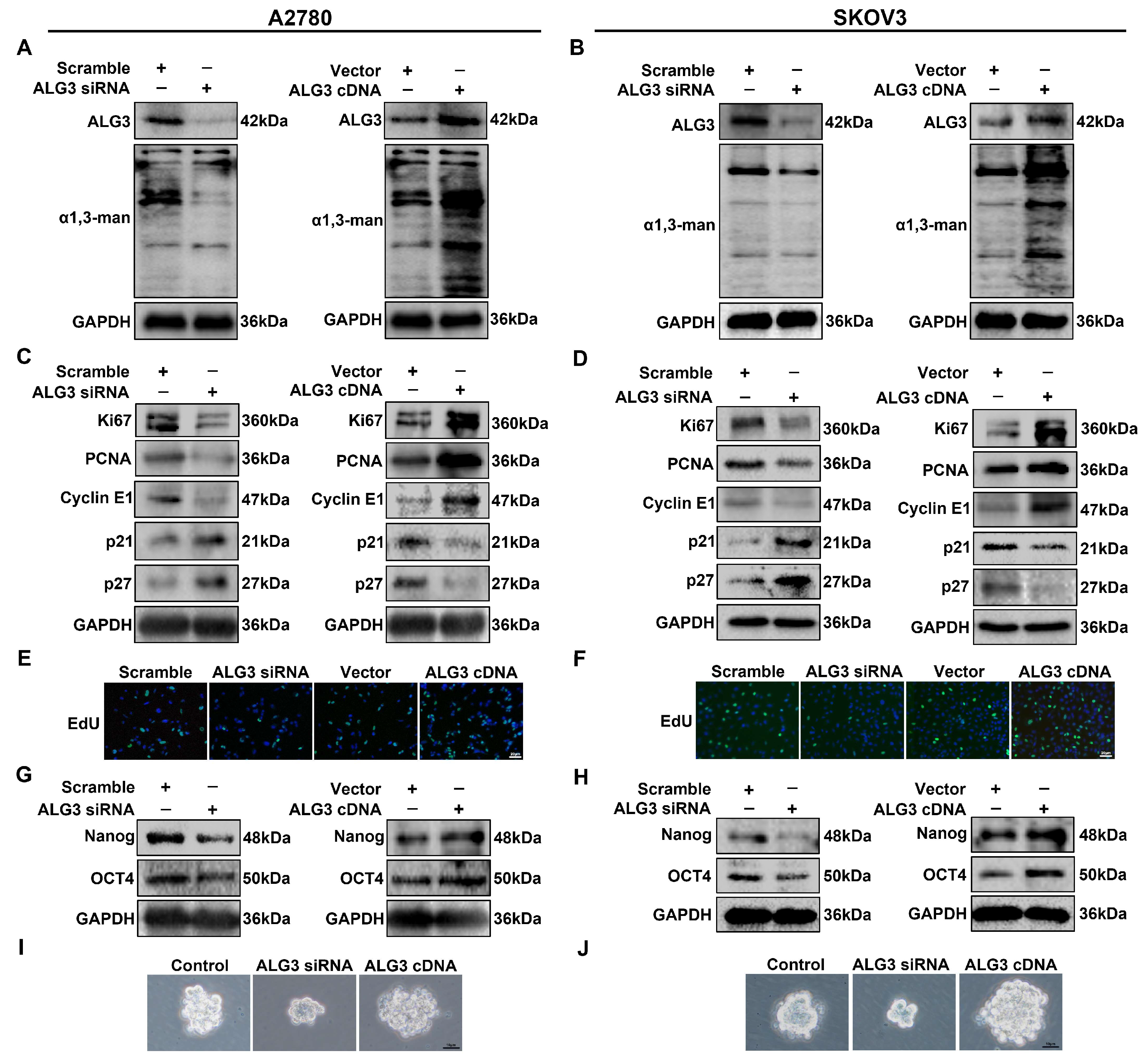Cells 11 03141 g003 Cells 11 03141 g003