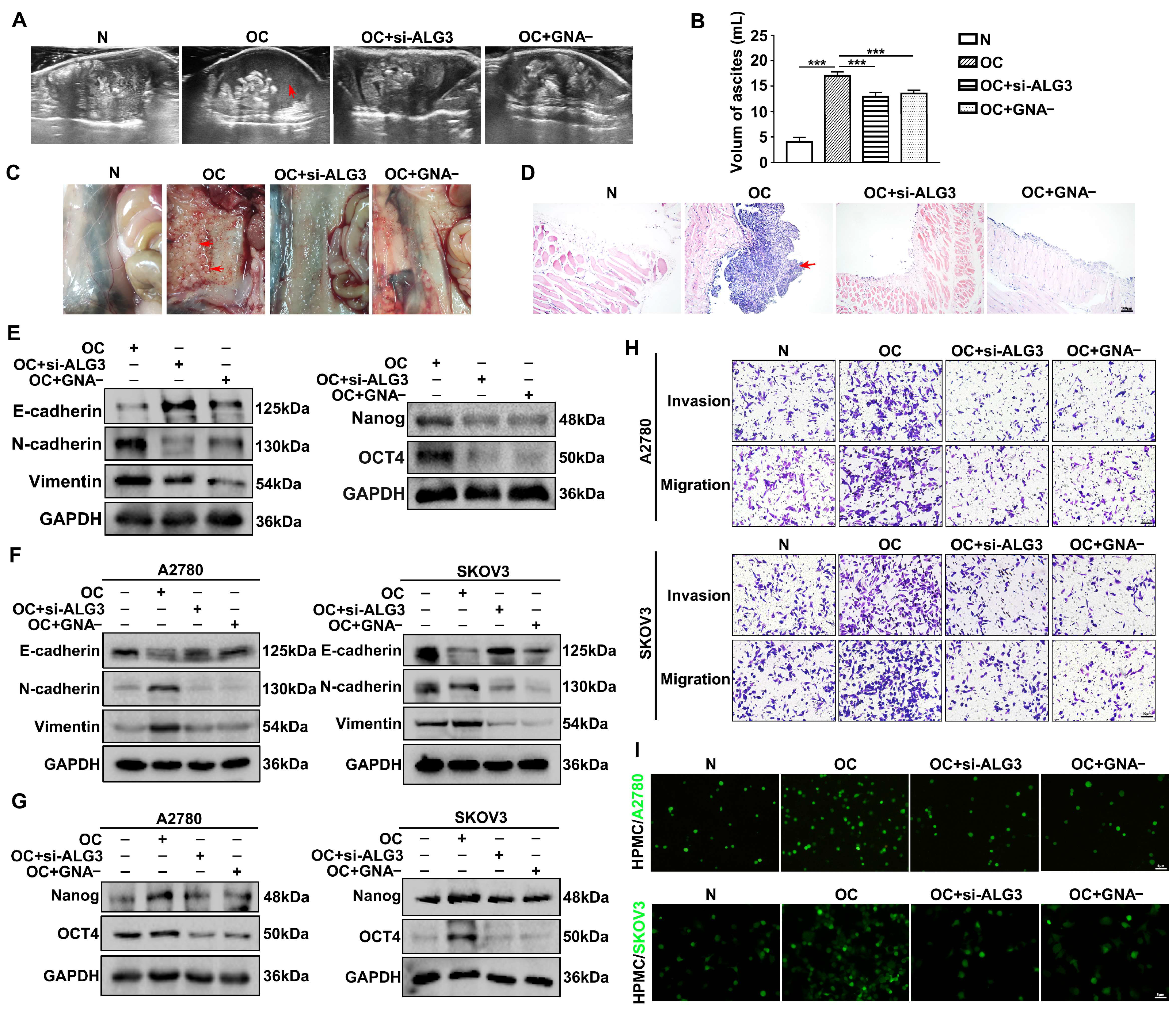 Cells 11 03141 g007 Cells 11 03141 g007