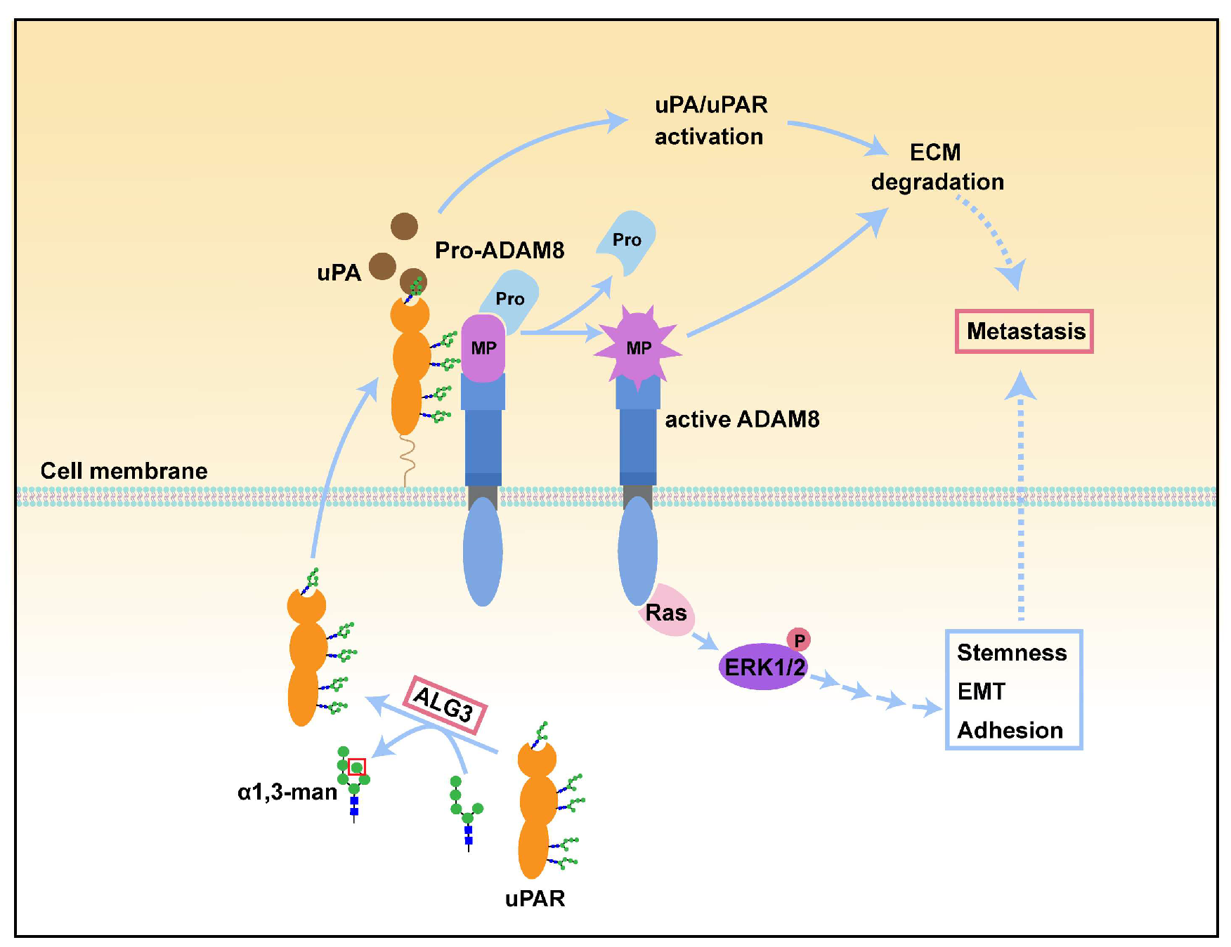 Cells 11 03141 g008 Cells 11 03141 g008