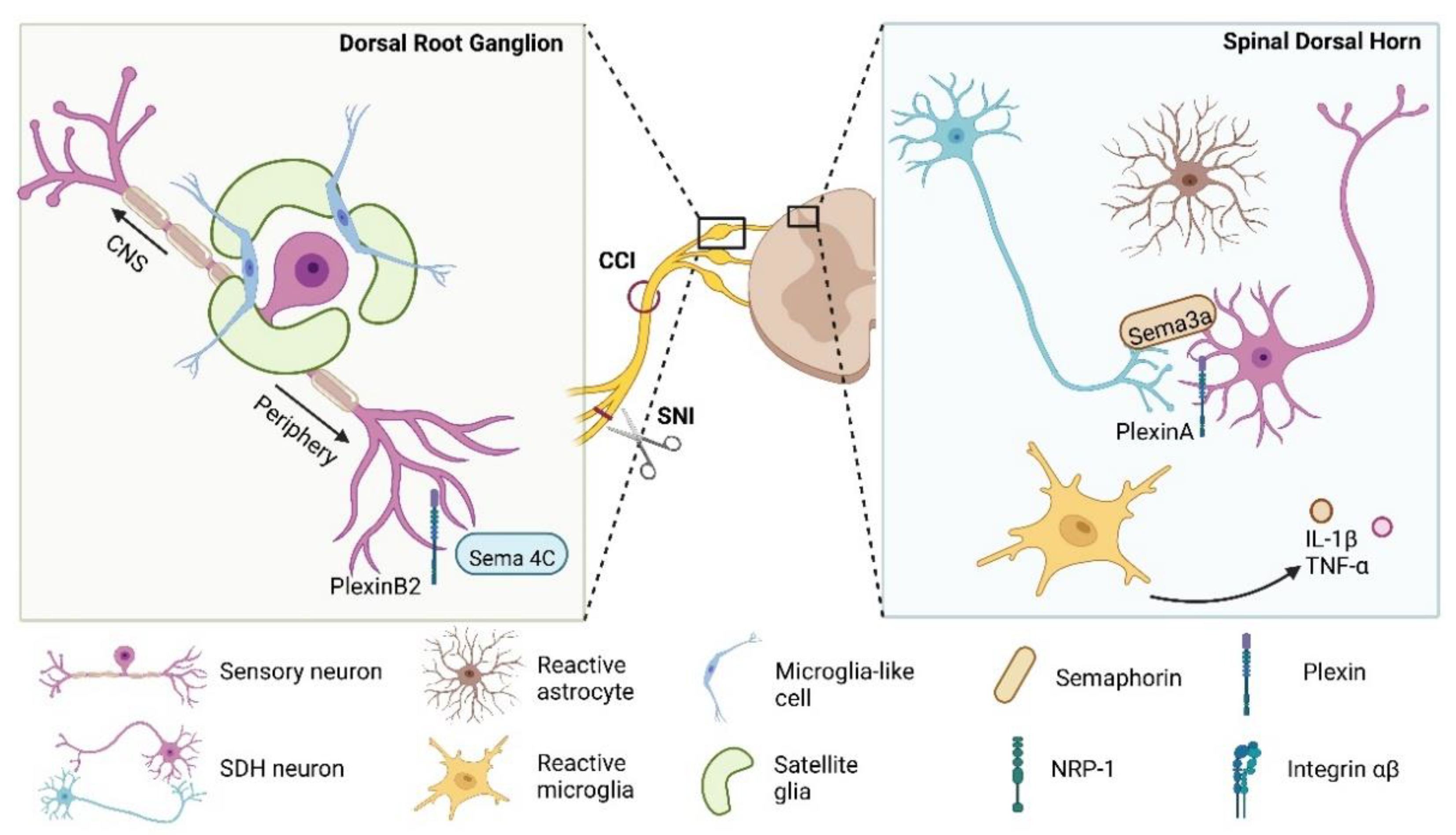 Cells 11 03143 g003 Cells 11 03143 g003