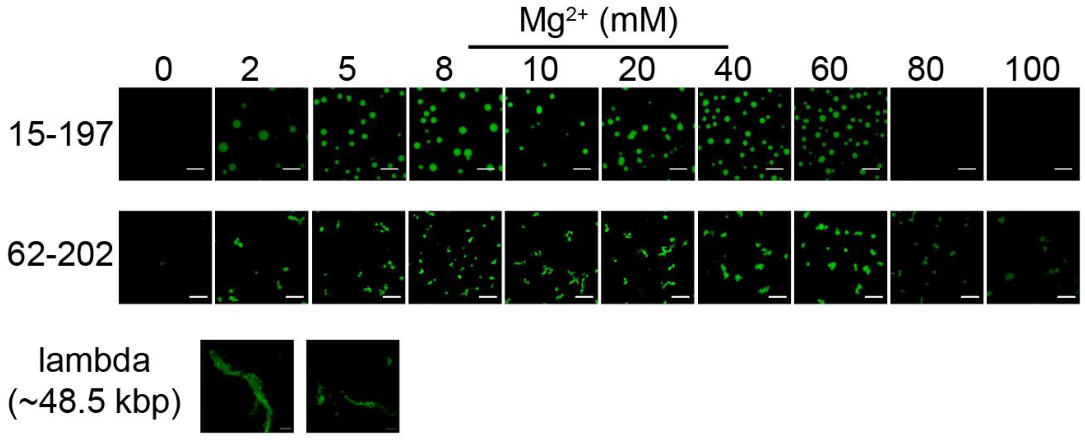 Cells 11 03145 g004 Cells 11 03145 g004