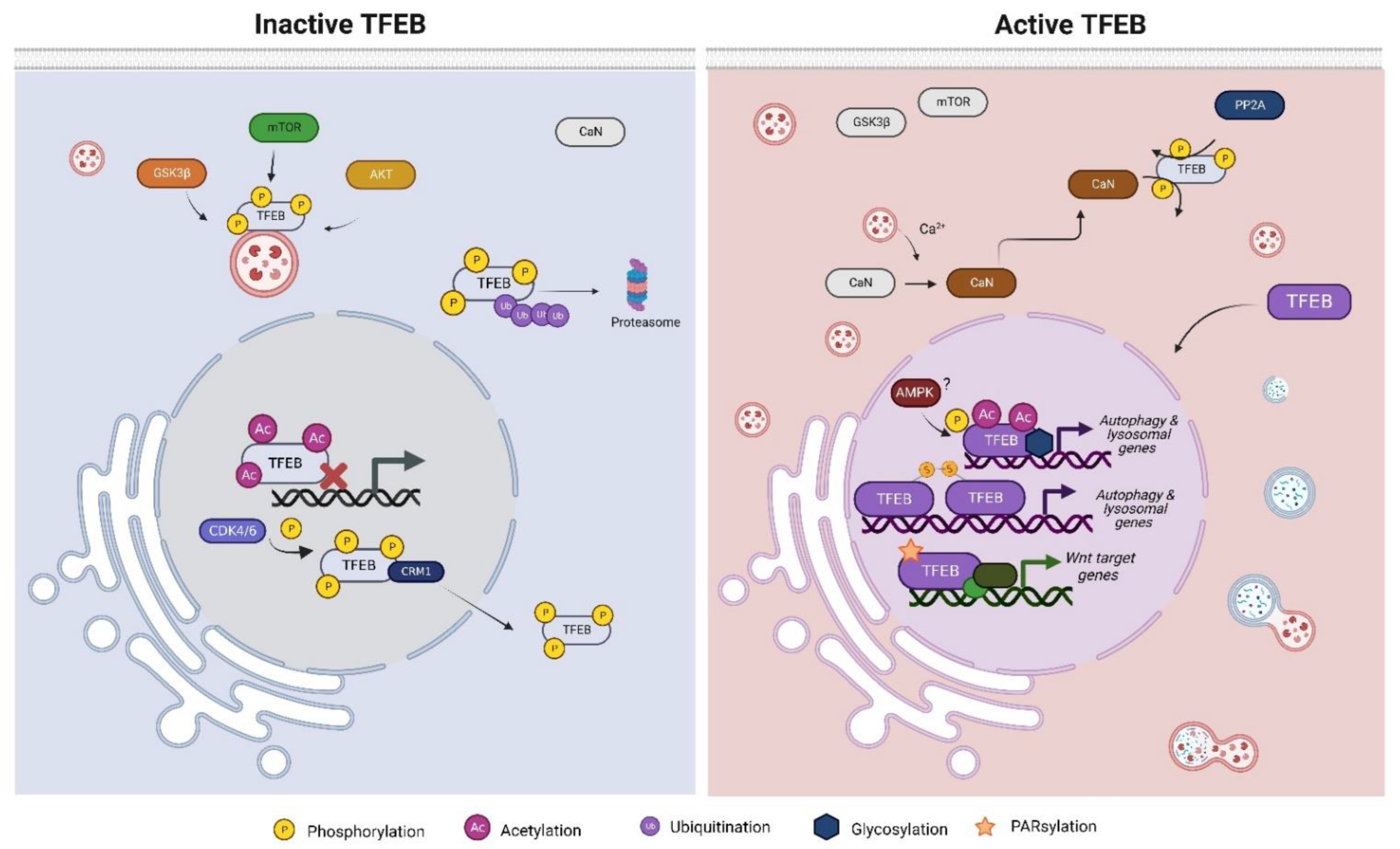 Cells 11 03153 g001 Cells 11 03153 g001