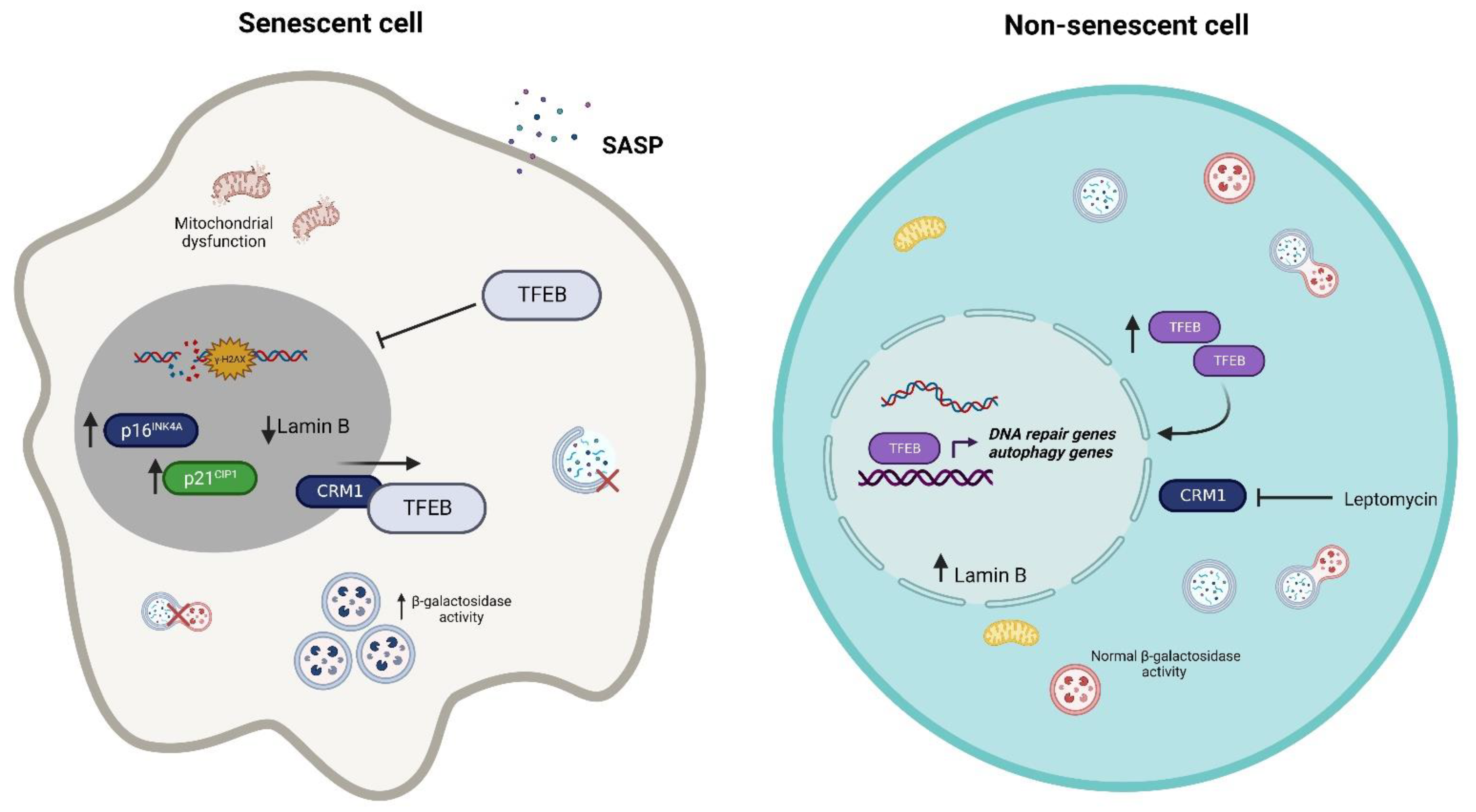 Cells 11 03153 g002 Cells 11 03153 g002
