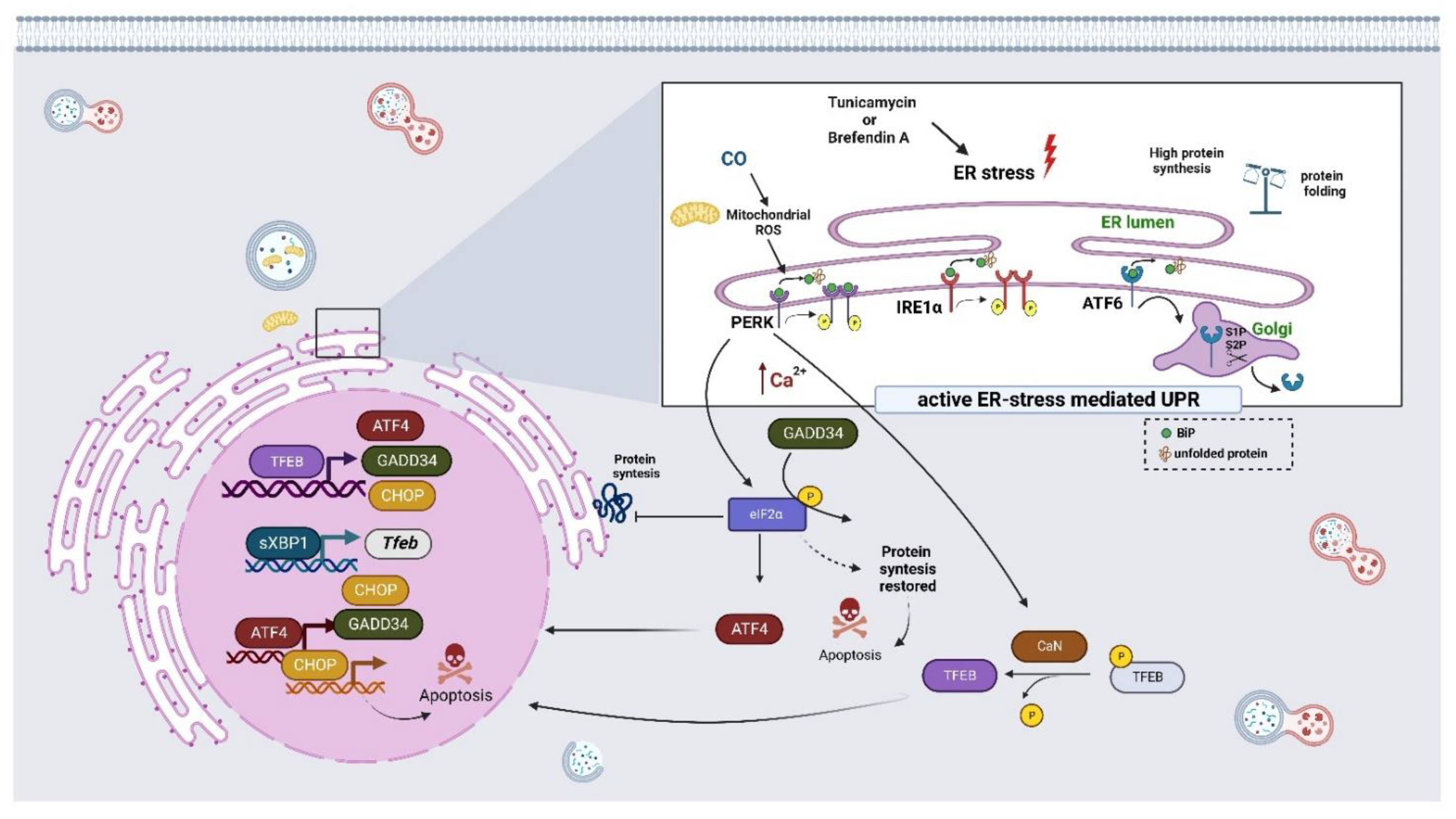 Cells 11 03153 g003 Cells 11 03153 g003