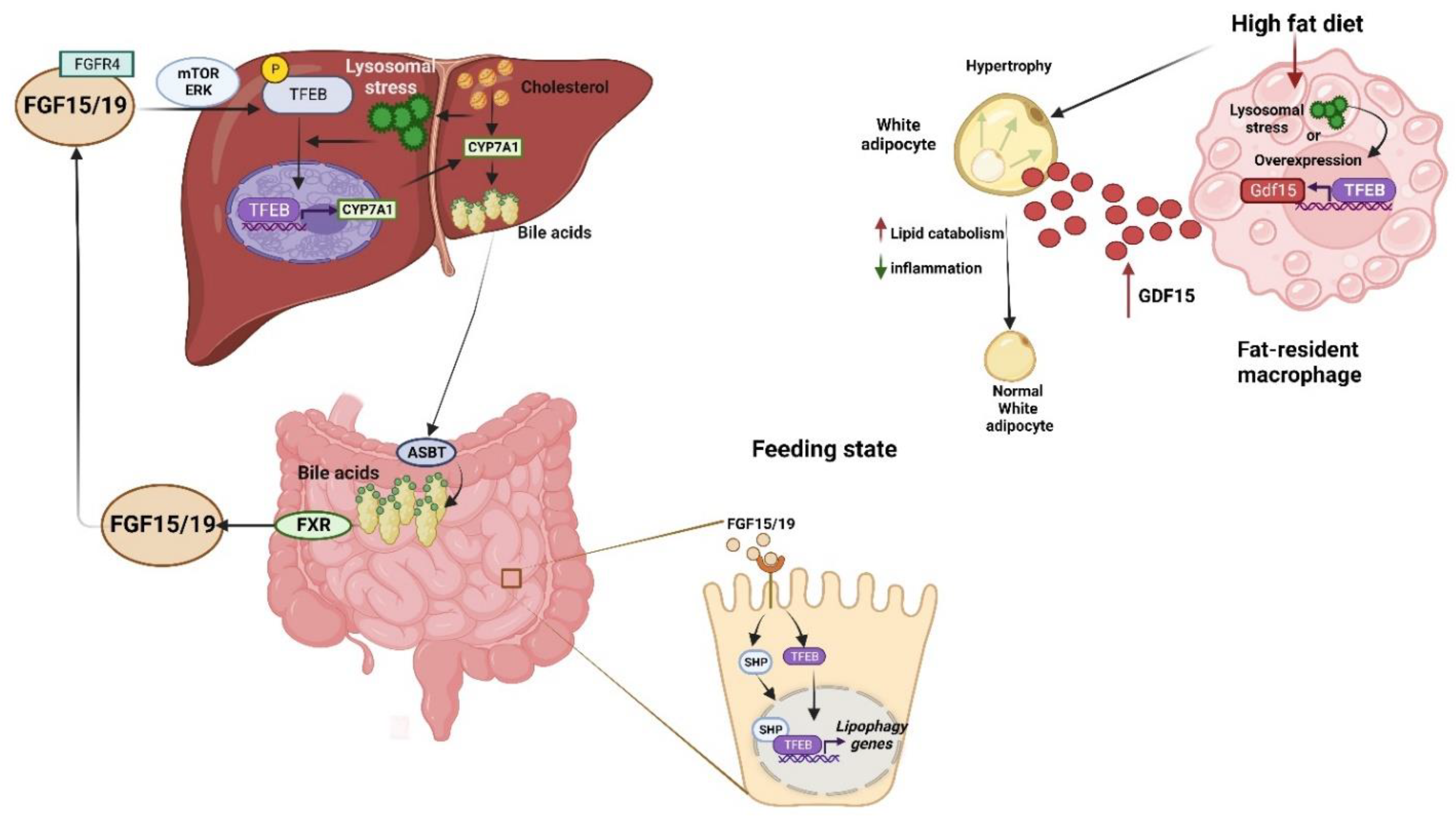 Cells 11 03153 g005 Cells 11 03153 g005