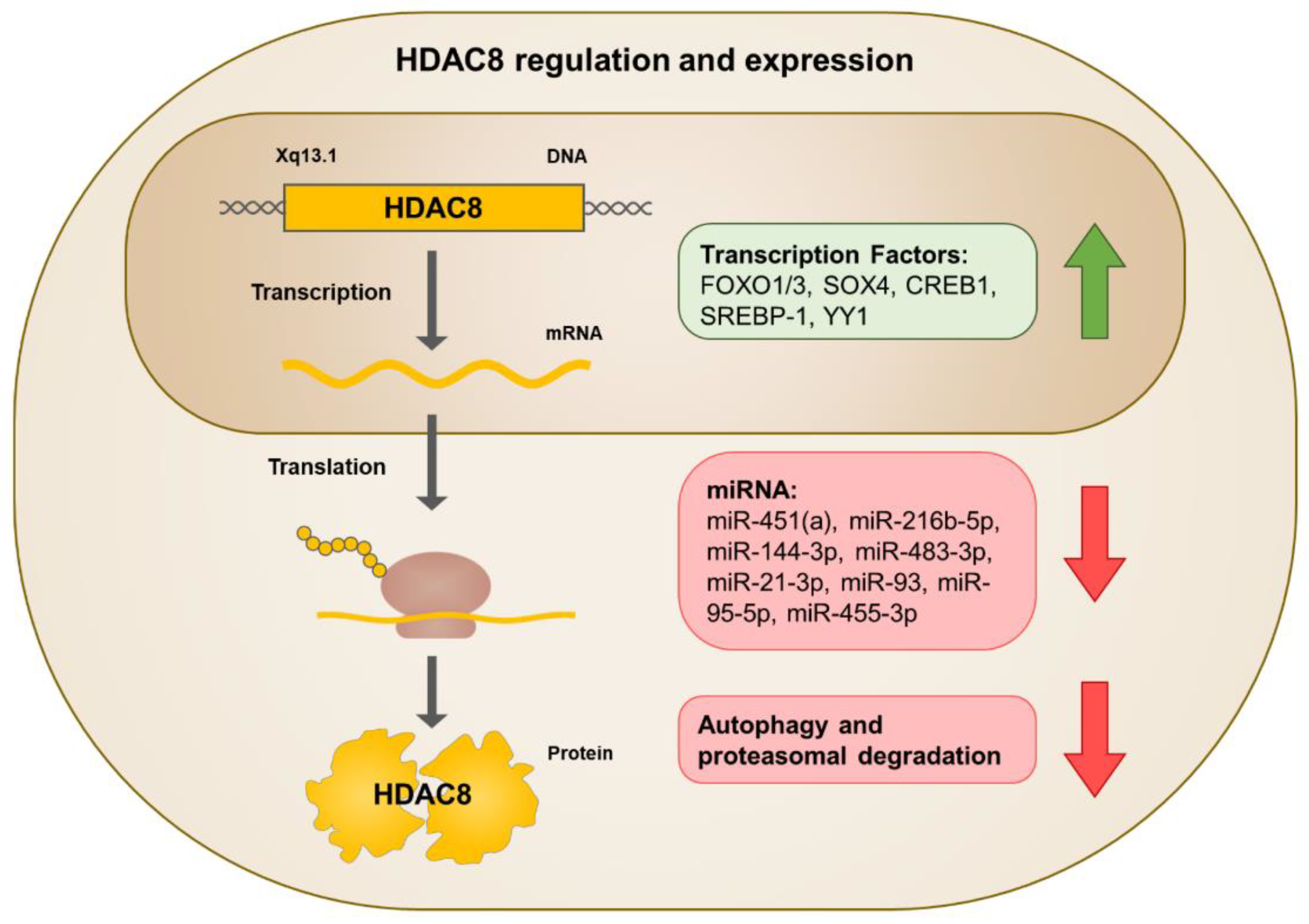 Cells 11 03161 g002 Cells 11 03161 g002