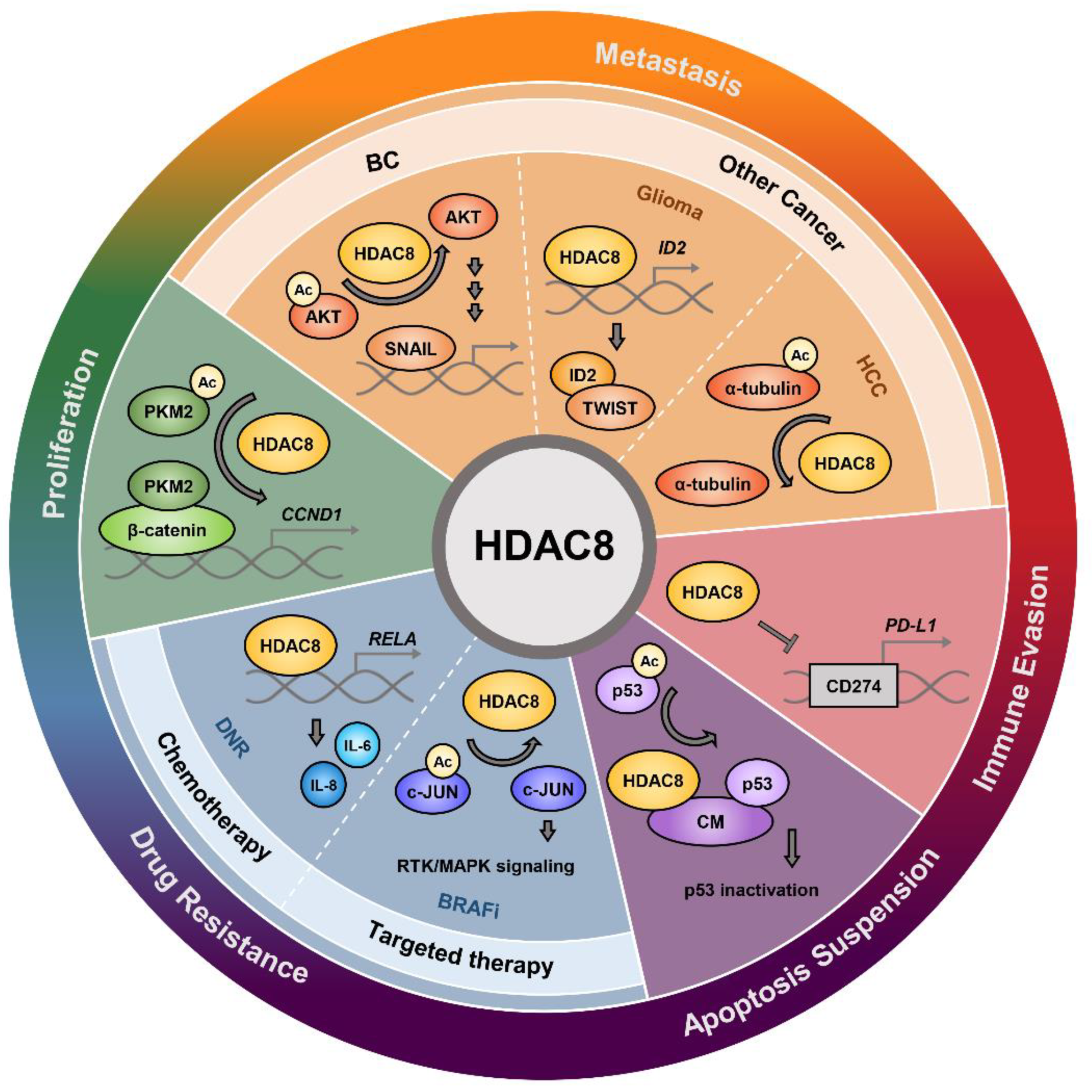 Cells 11 03161 g004 Cells 11 03161 g004