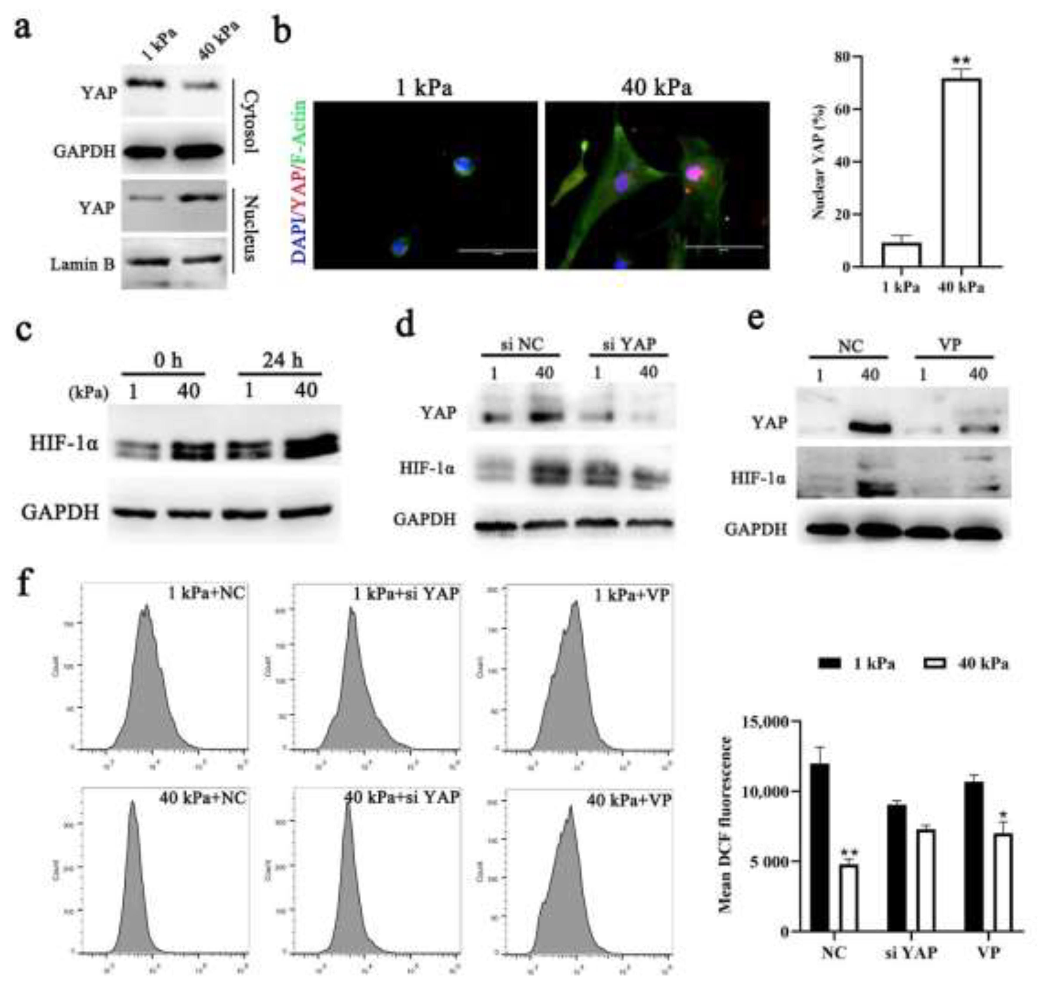 Cells 11 03162 g004 Cells 11 03162 g004