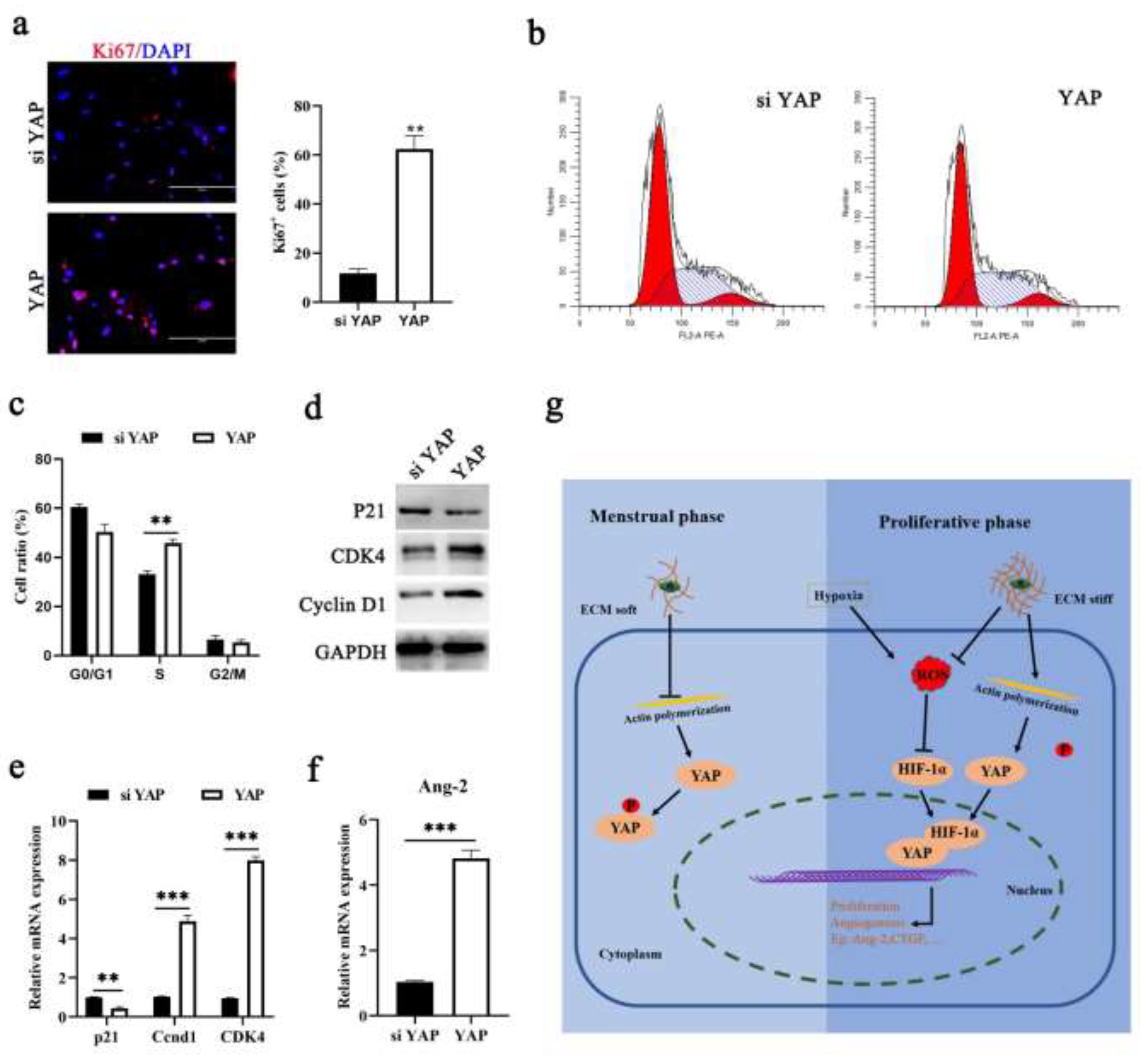 Cells 11 03162 g005 Cells 11 03162 g005