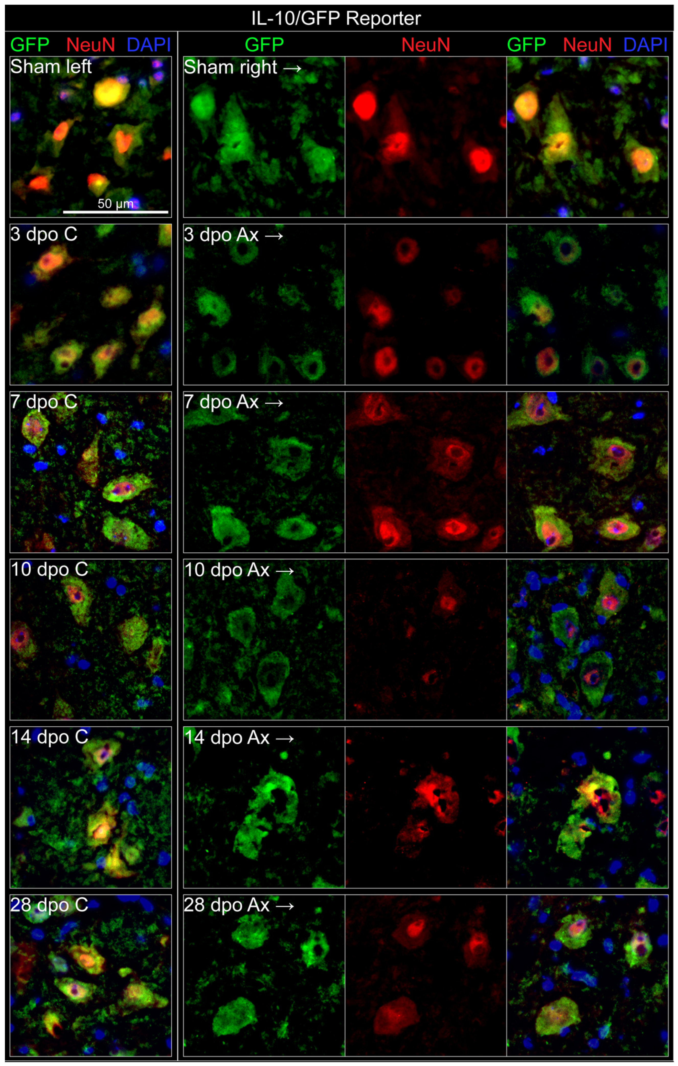 Cells 11 03167 g003 Cells 11 03167 g003