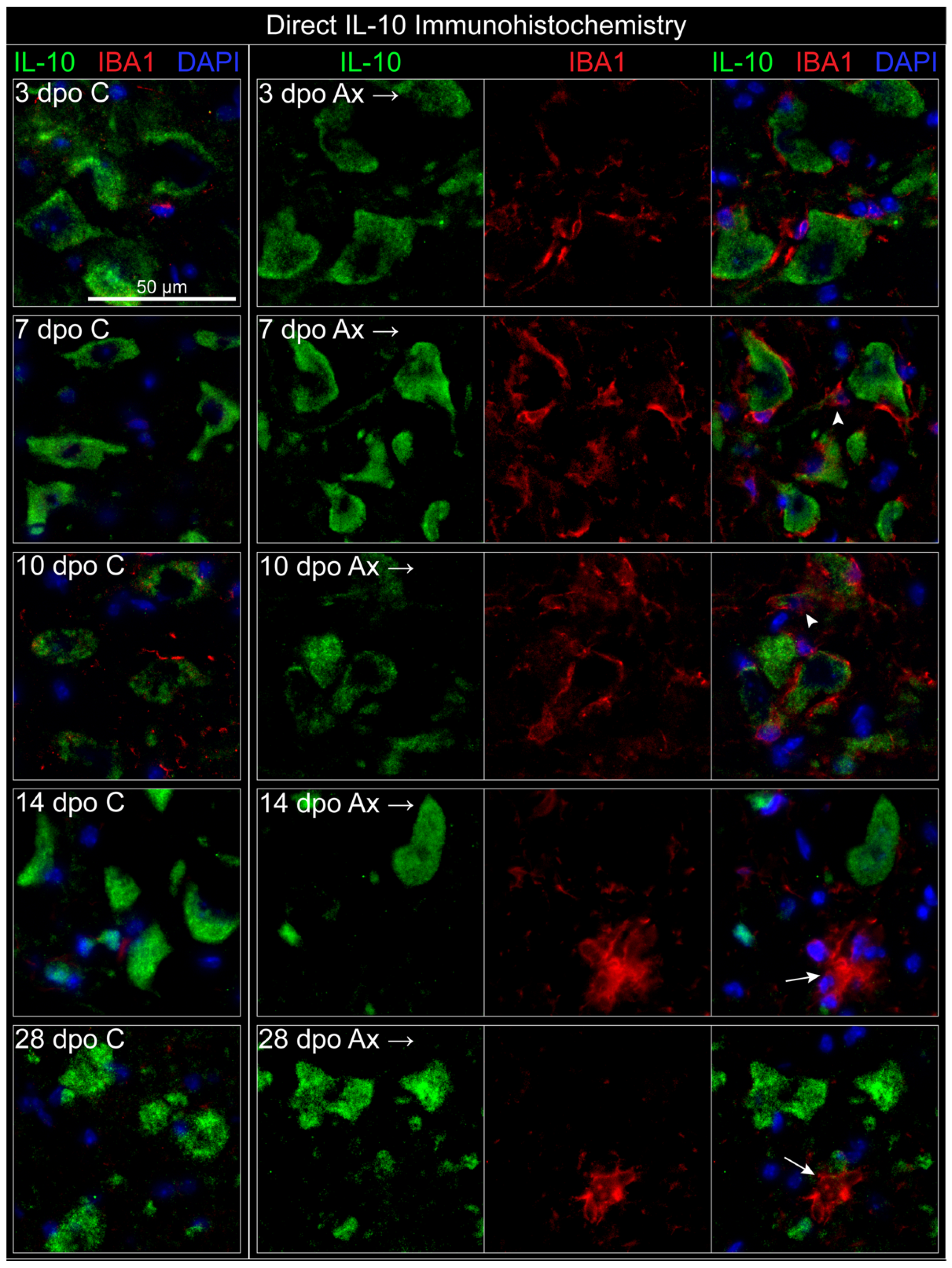 Cells 11 03167 g004 Cells 11 03167 g004