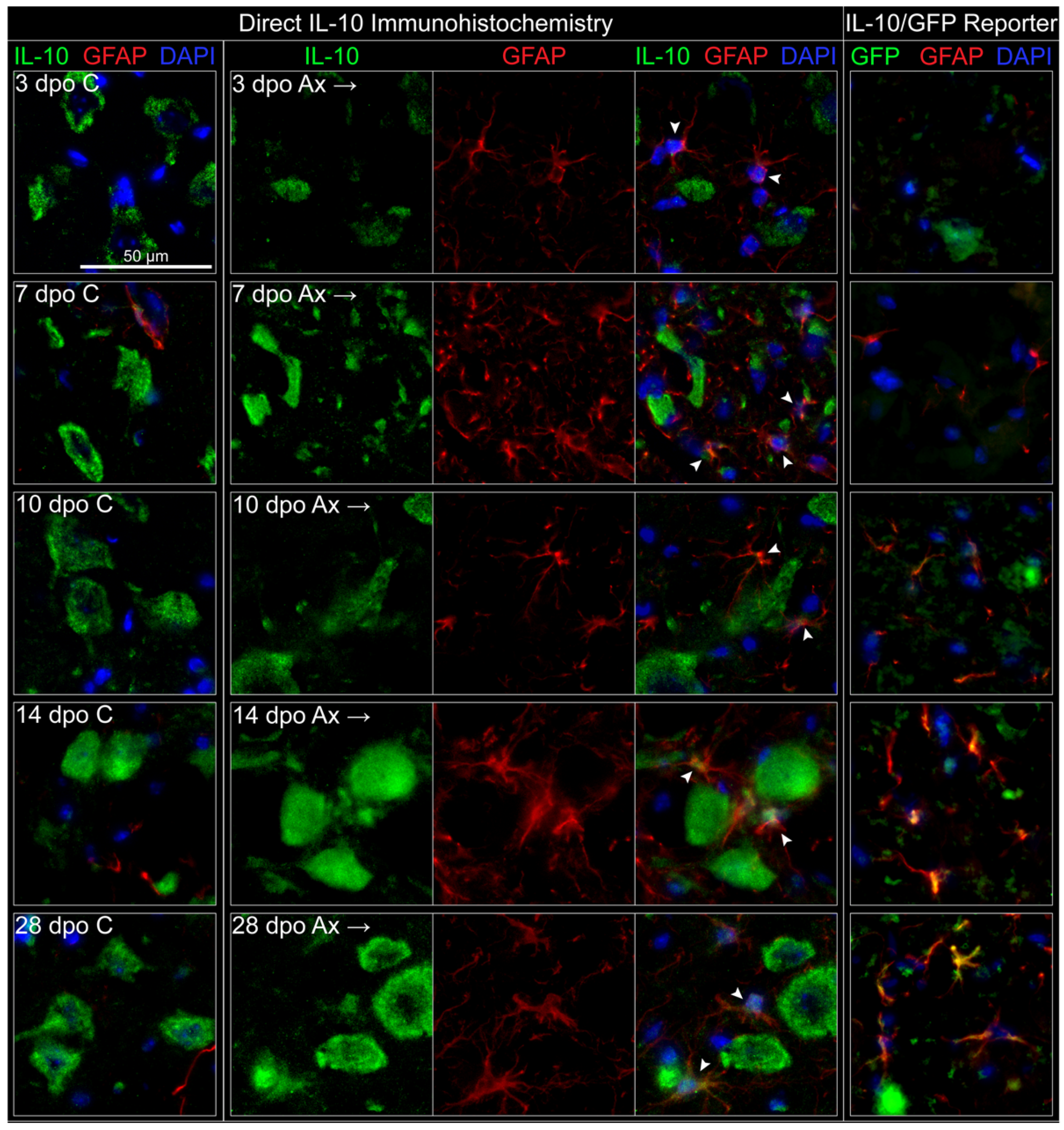 Cells 11 03167 g006 Cells 11 03167 g006