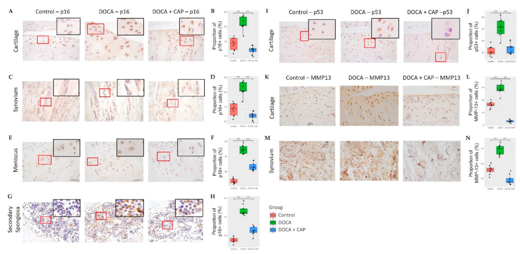 Cells 11 03173 g002 Cells 11 03173 g002