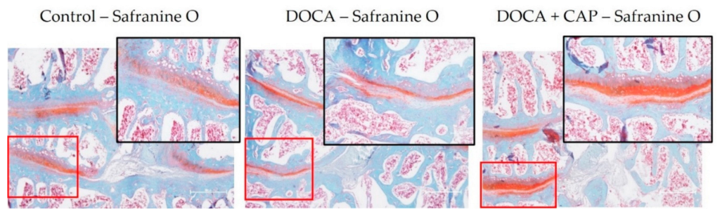 Cells 11 03173 g0a2 Cells 11 03173 g0a2