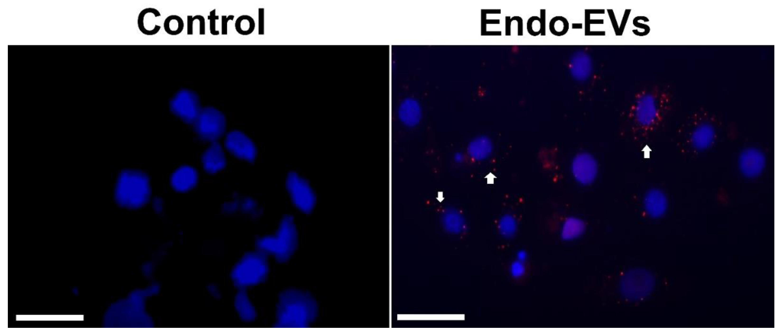 Cells 11 03178 g003 Cells 11 03178 g003