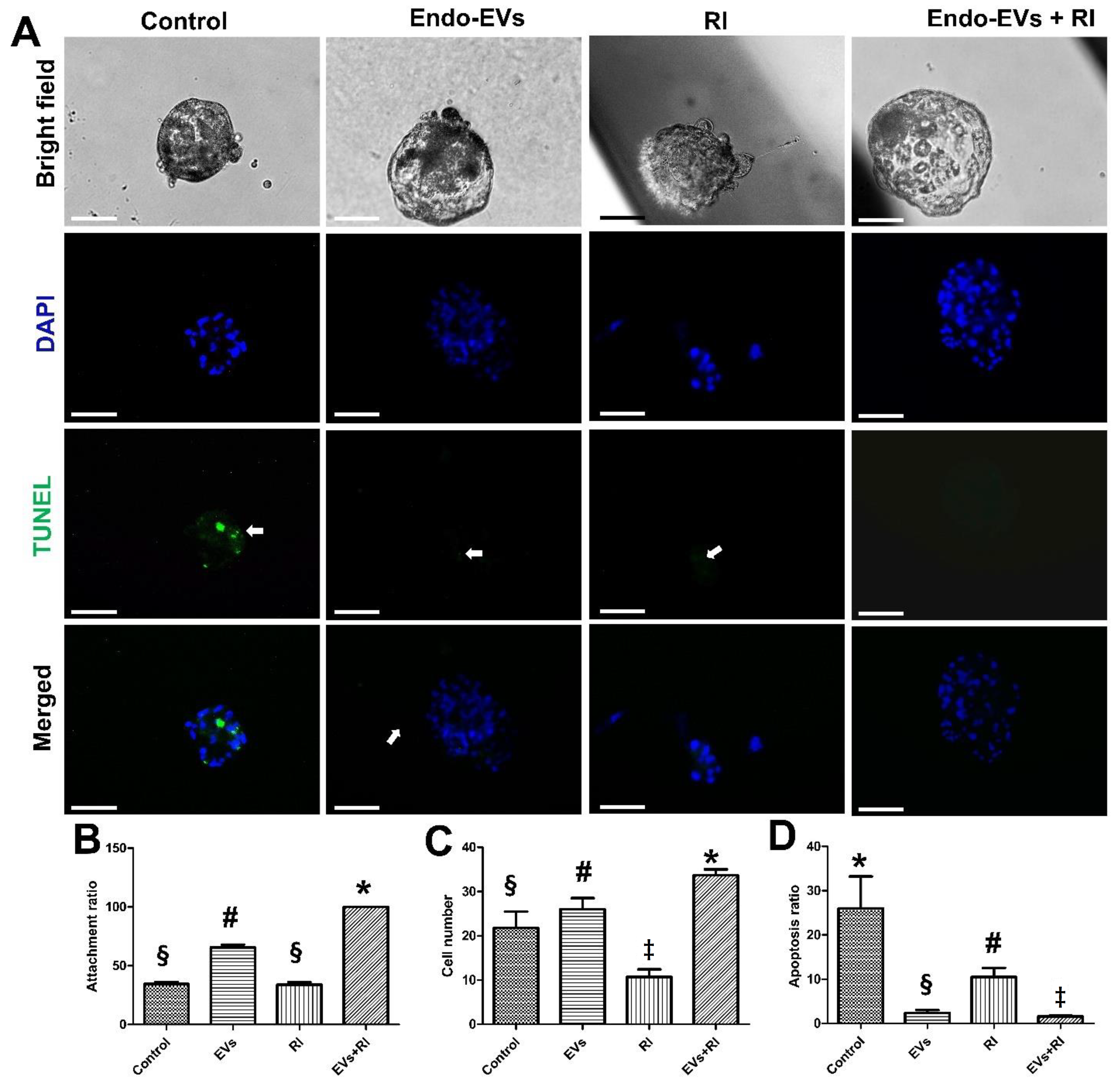 Cells 11 03178 g004 Cells 11 03178 g004