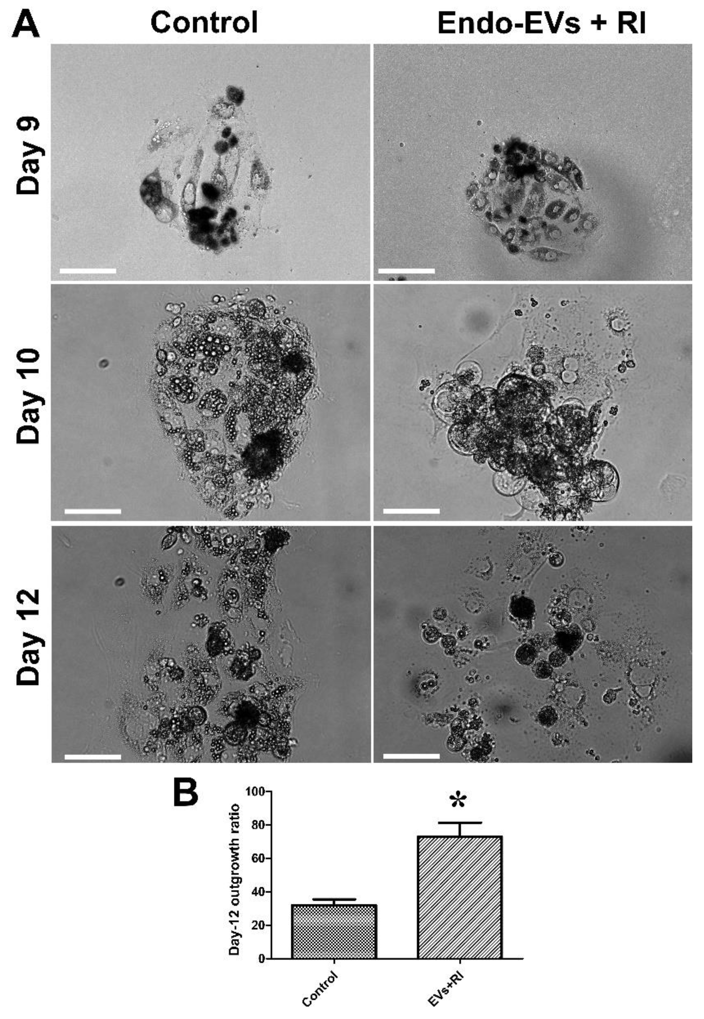 Cells 11 03178 g005 Cells 11 03178 g005