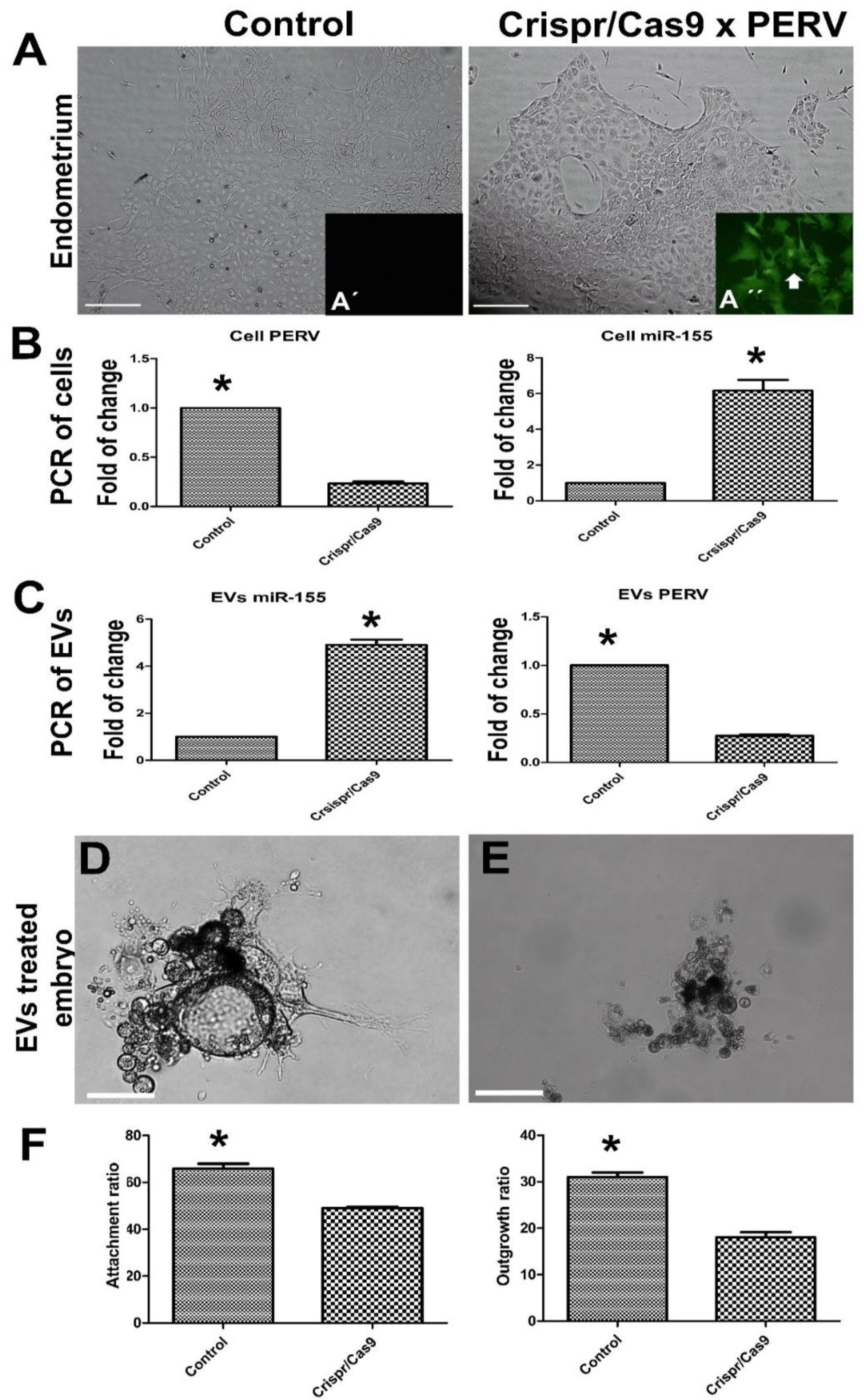 Cells 11 03178 g010 Cells 11 03178 g010