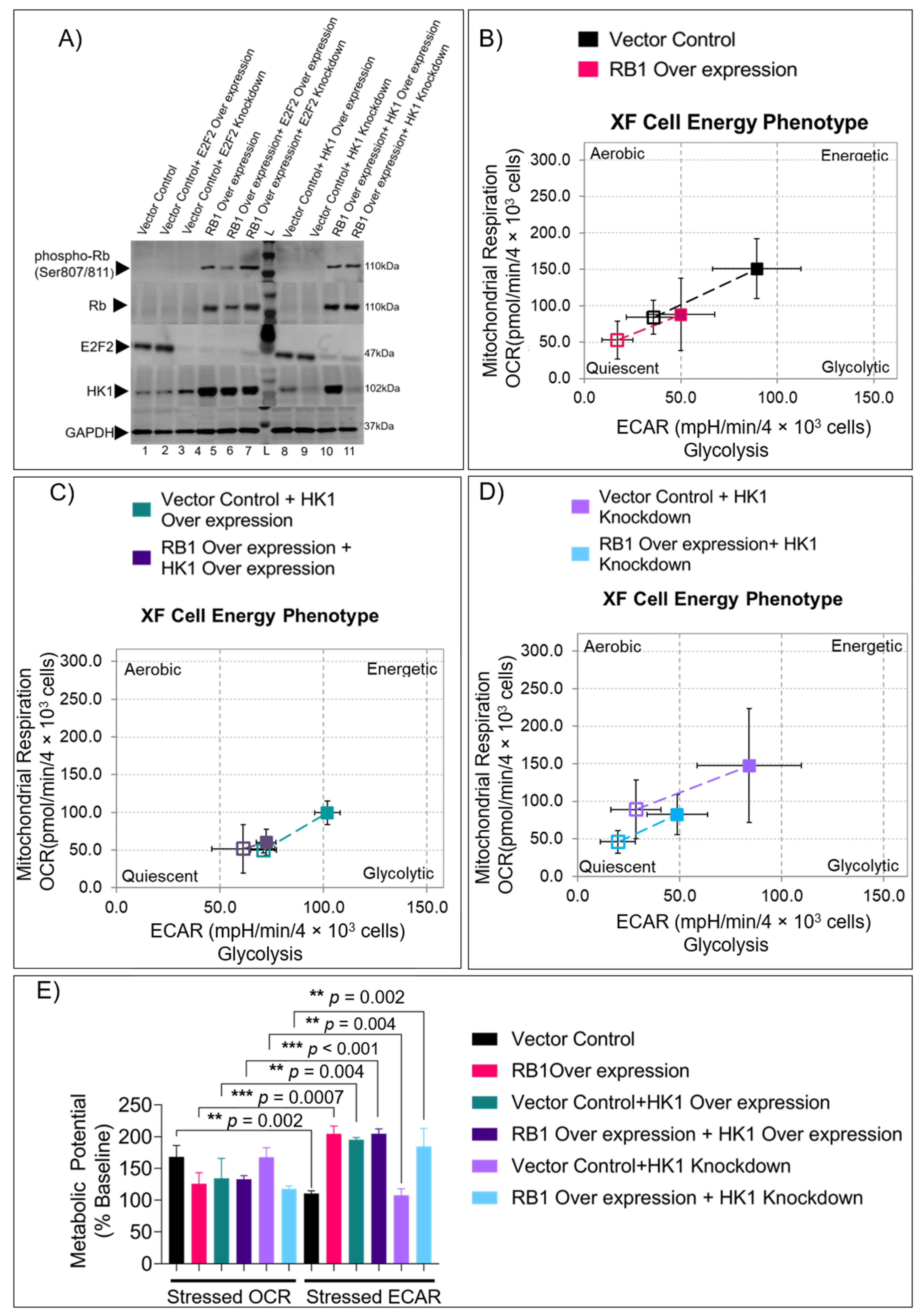 Cells 11 03182 g002 Cells 11 03182 g002
