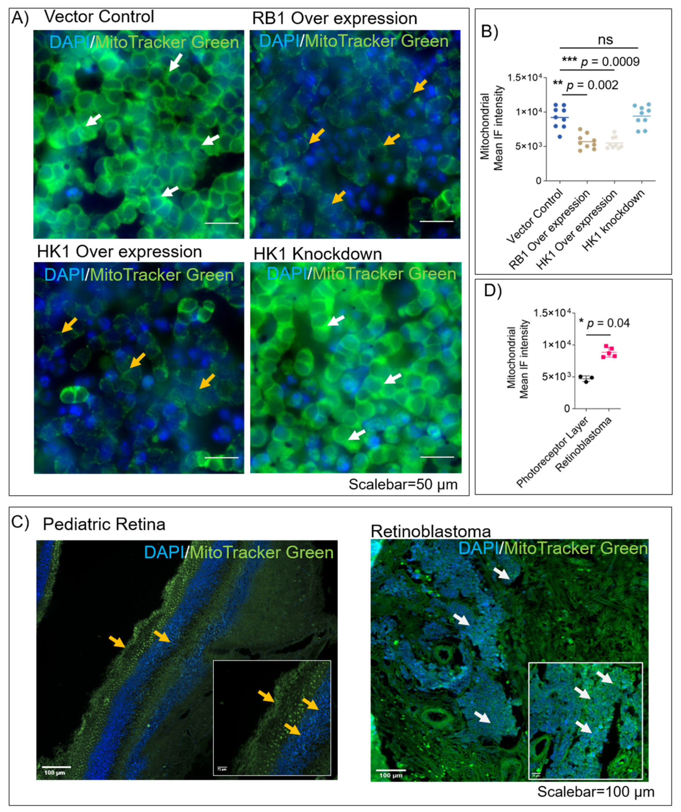 Cells 11 03182 g003 Cells 11 03182 g003