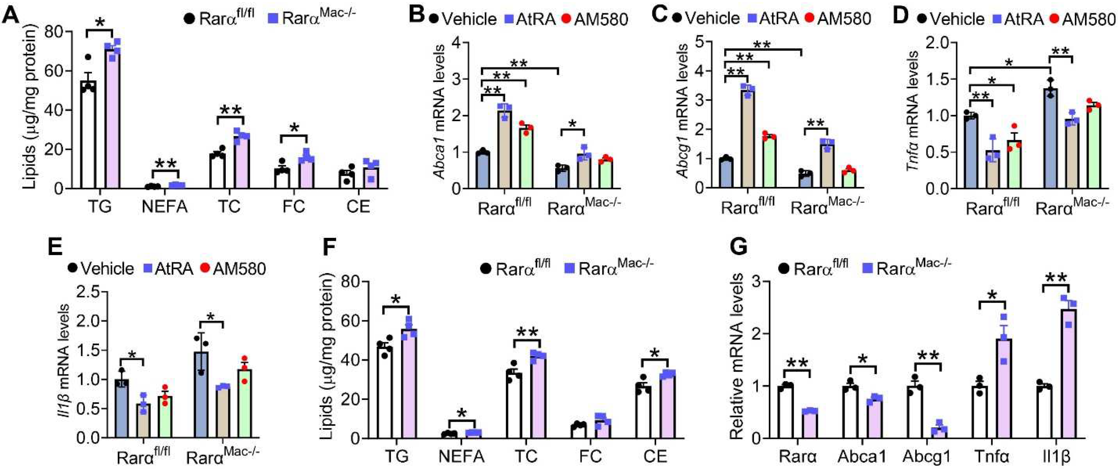 Cells 11 03186 g002 Cells 11 03186 g002
