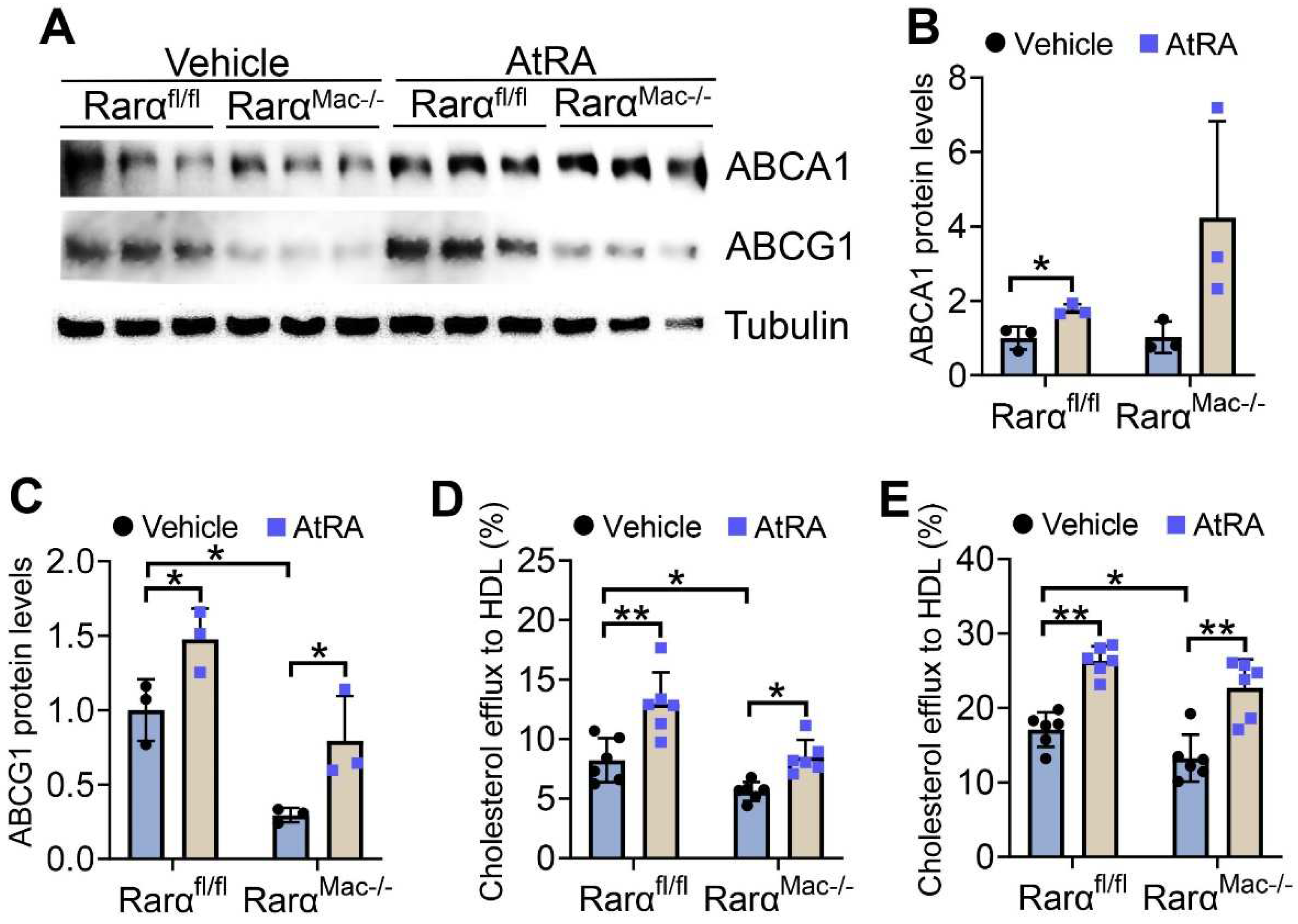 Cells 11 03186 g003 Cells 11 03186 g003
