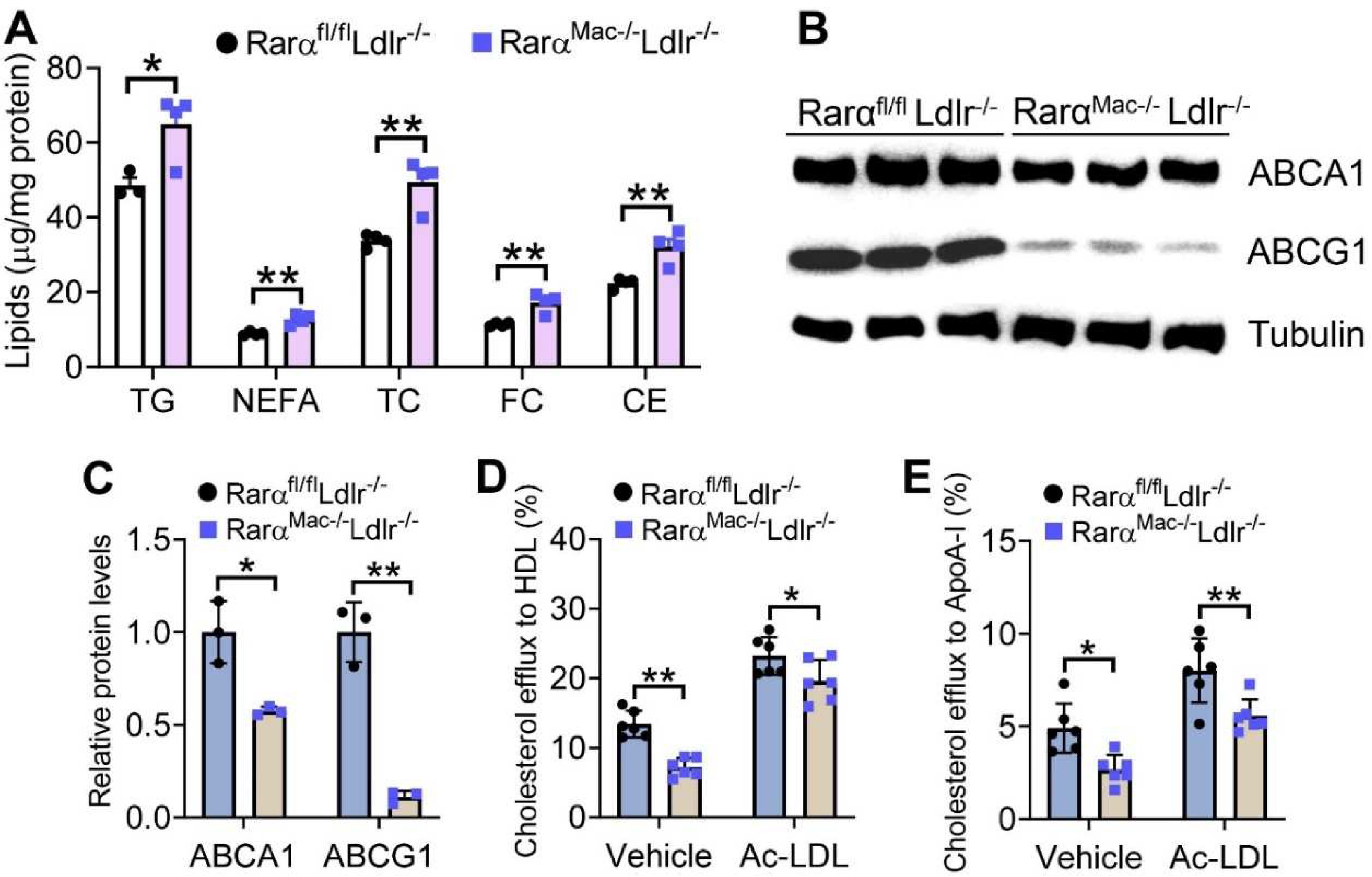 Cells 11 03186 g004 Cells 11 03186 g004