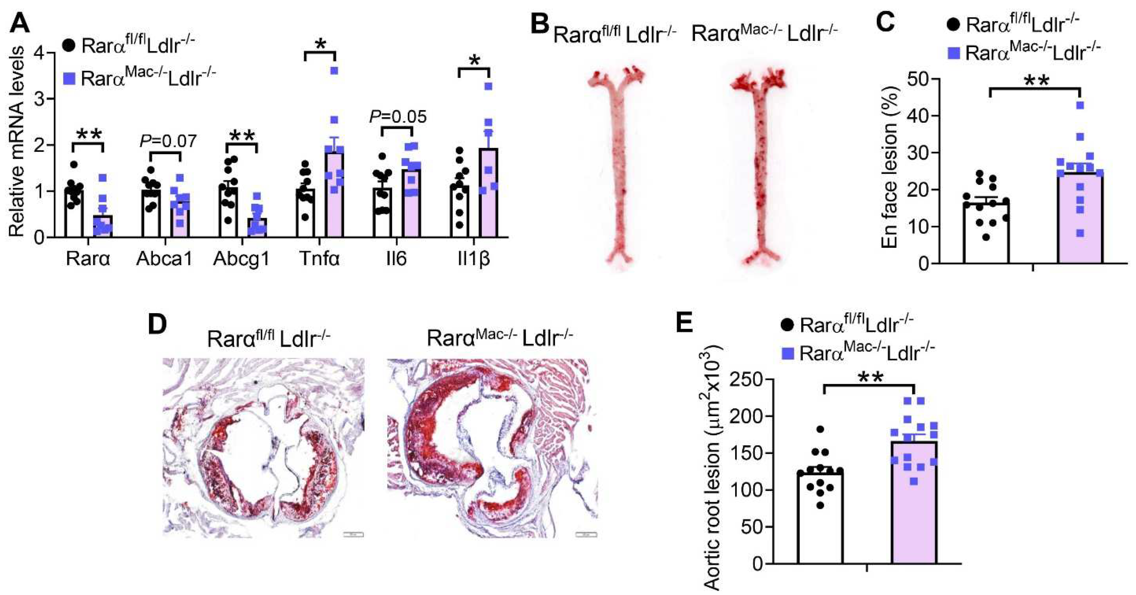 Cells 11 03186 g005 Cells 11 03186 g005