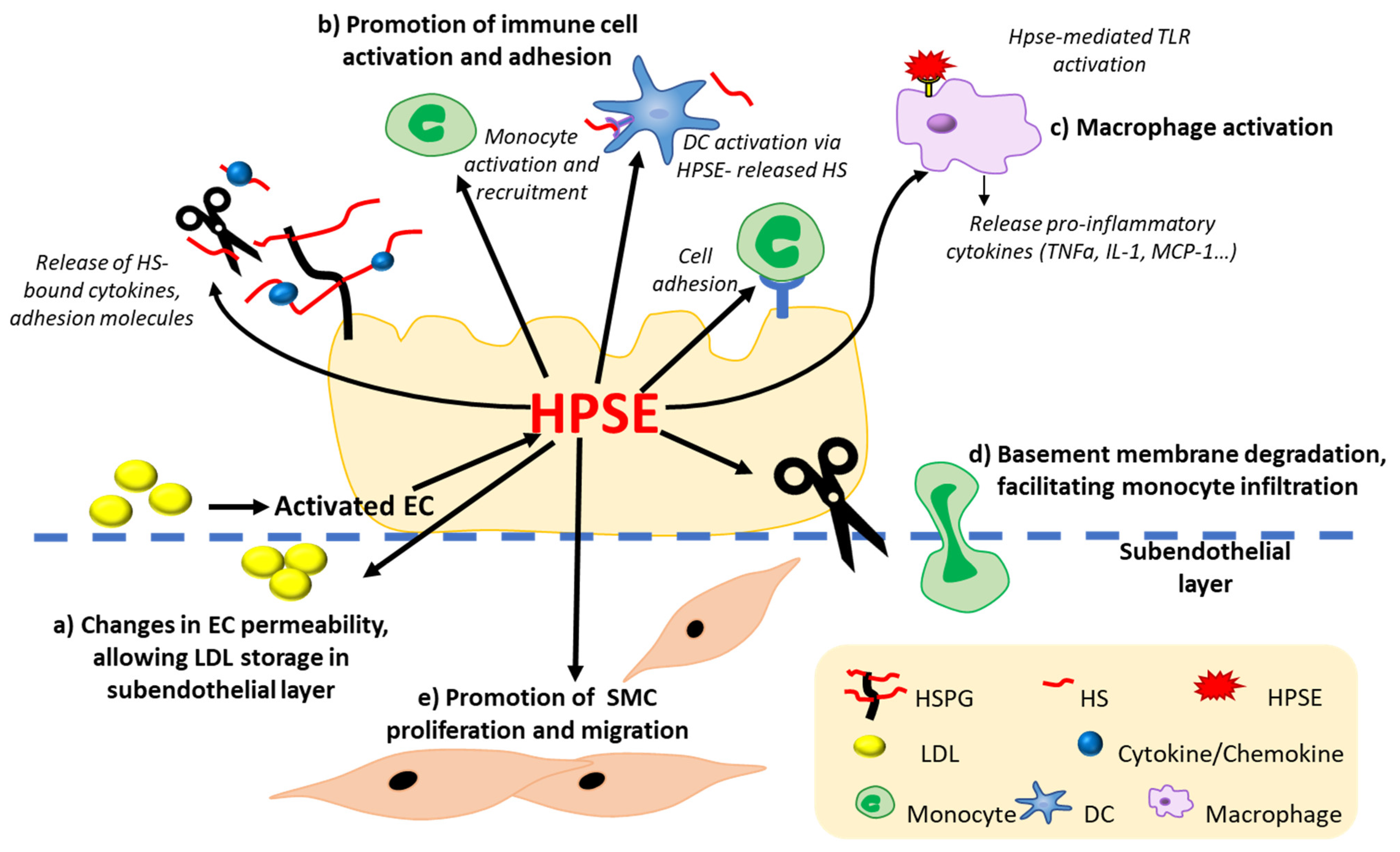 大量入荷 for Target Therapeutic Novel A Heparanase: the of Treatment ウエア