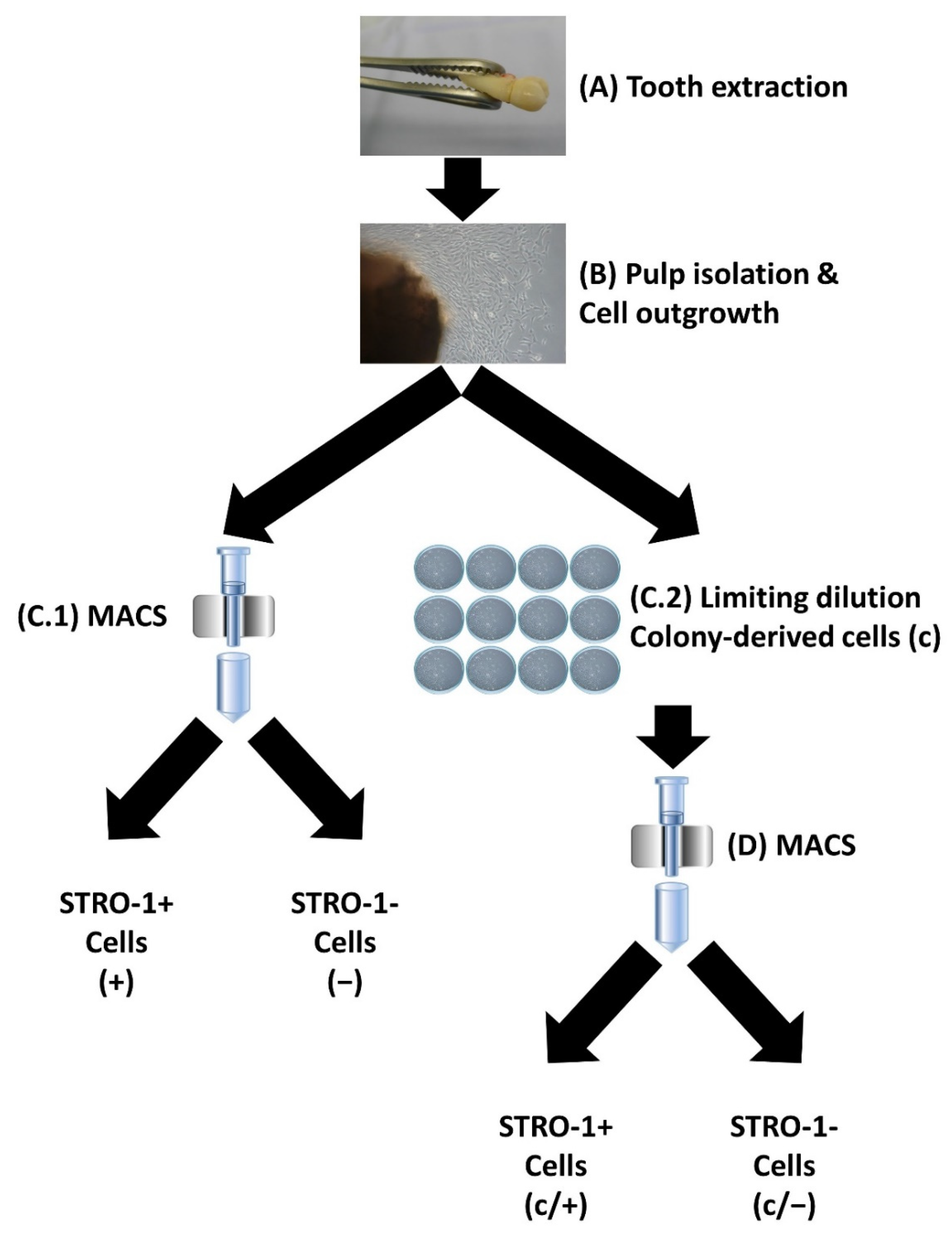 Cells 11 03204 g001 Cells 11 03204 g001