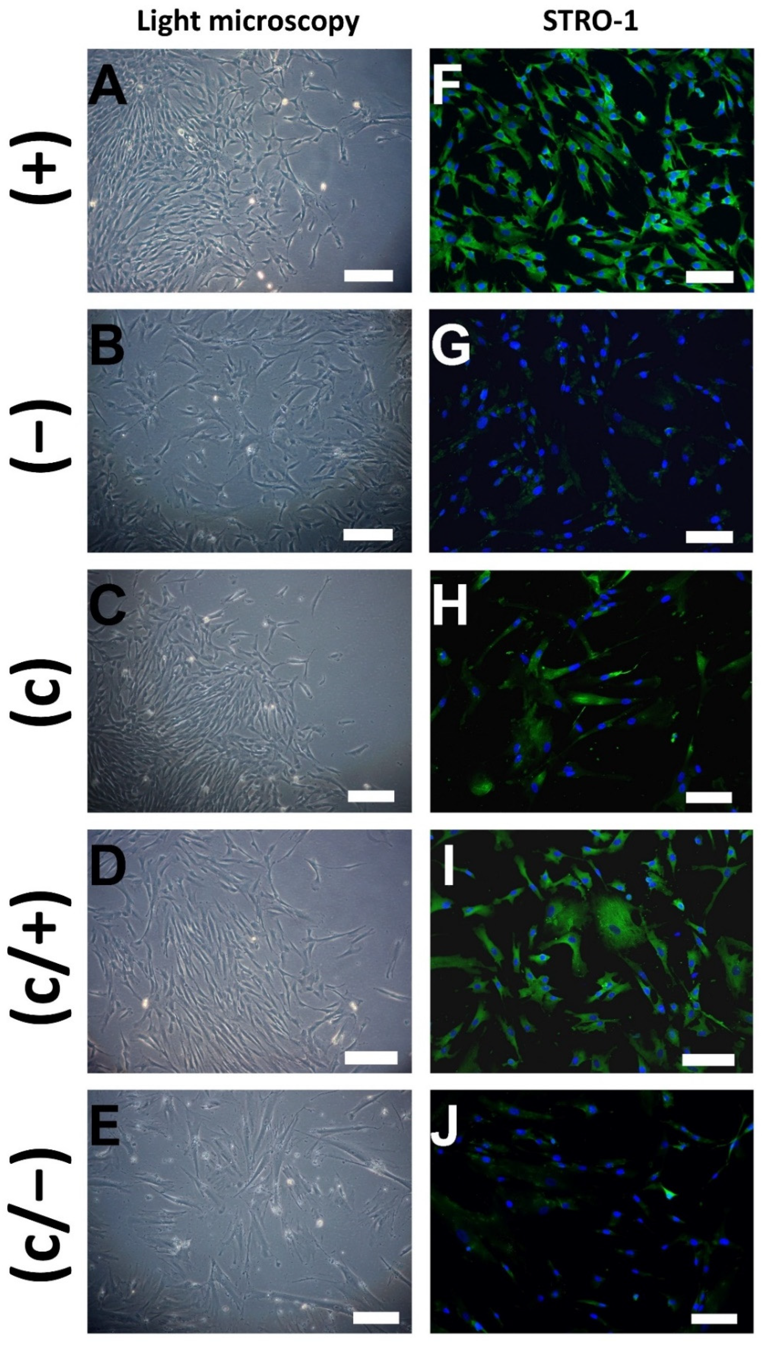 Cells 11 03204 g002 Cells 11 03204 g002