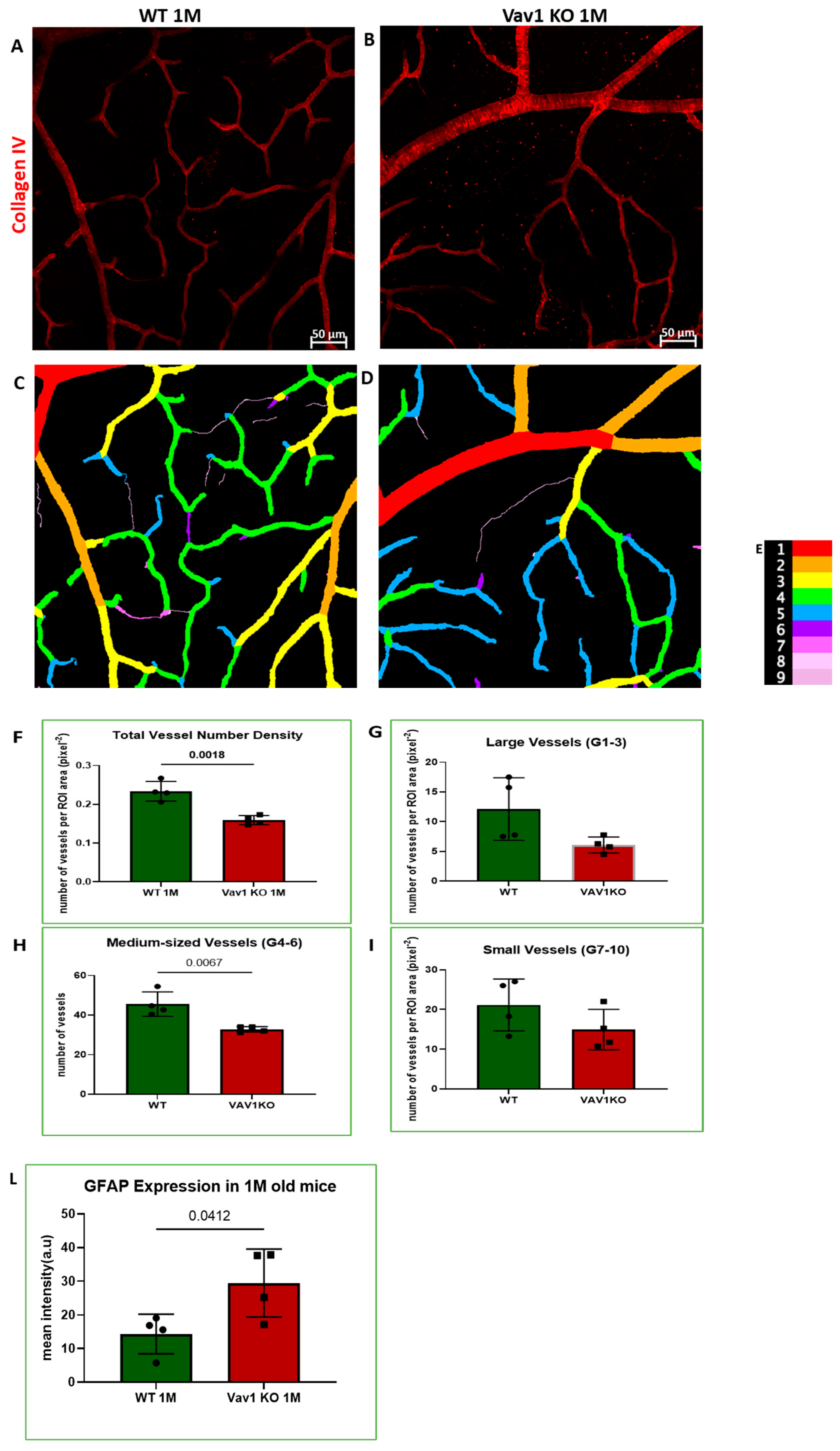 Cells 11 03207 g005a